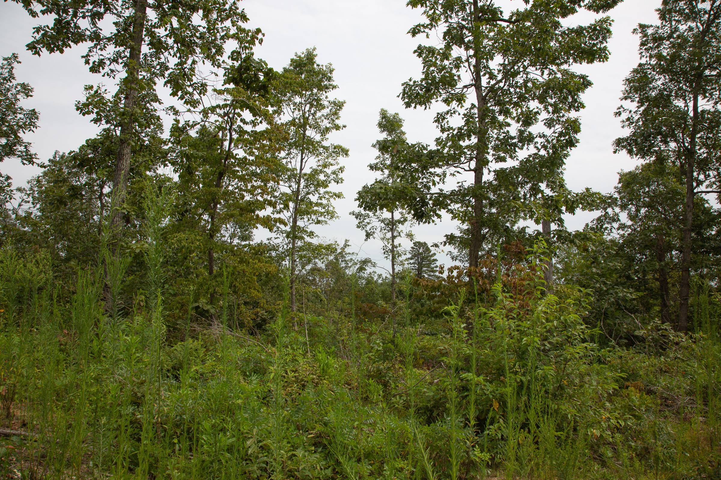 Borgmann’s Hollow Phase II Tract 47 photo 3