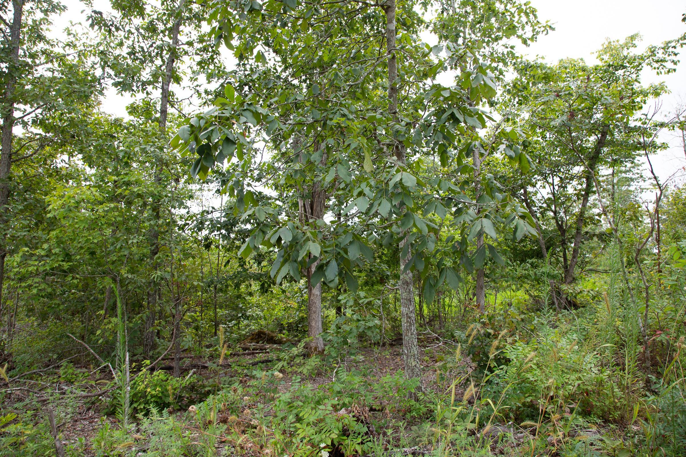 Borgmann’s Hollow Phase II Tract 47 photo 4