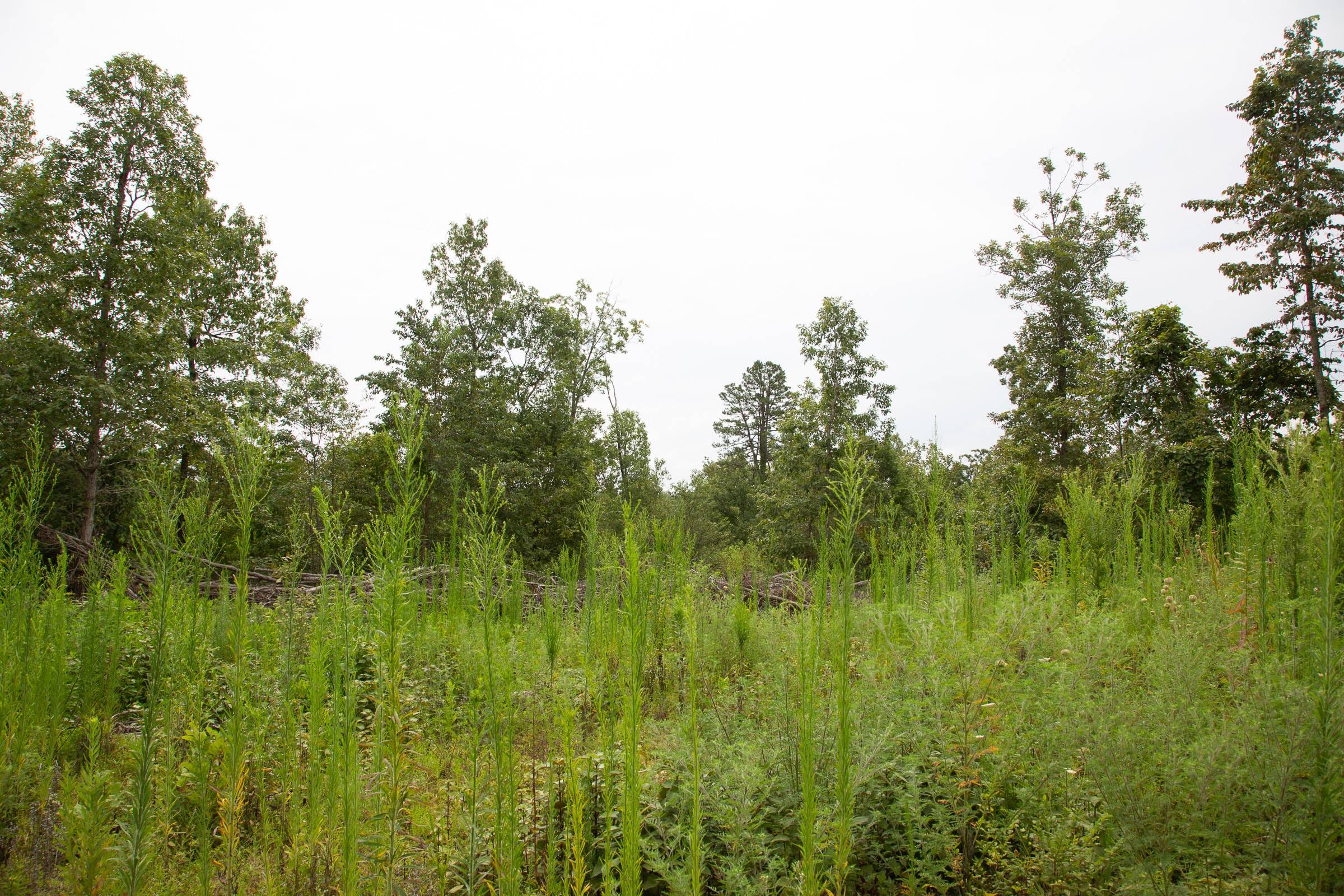 Borgmann’s Hollow Phase II Tract 47 photo 5