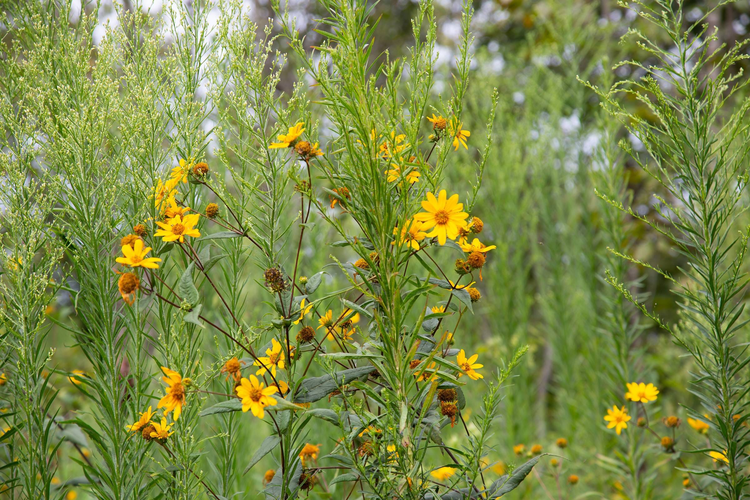 Borgmann’s Hollow Phase II Tract 47 photo 6