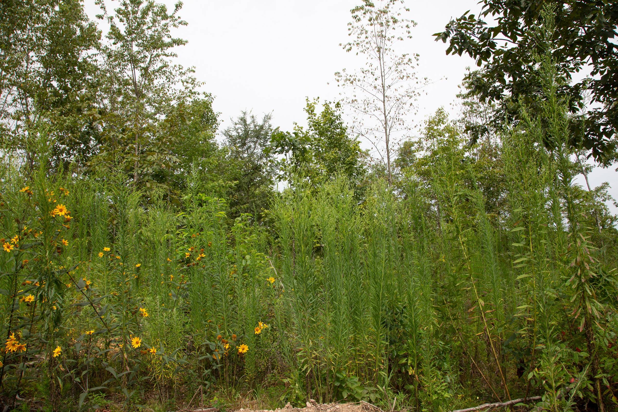 Borgmann’s Hollow Phase II Tract 47 photo 7