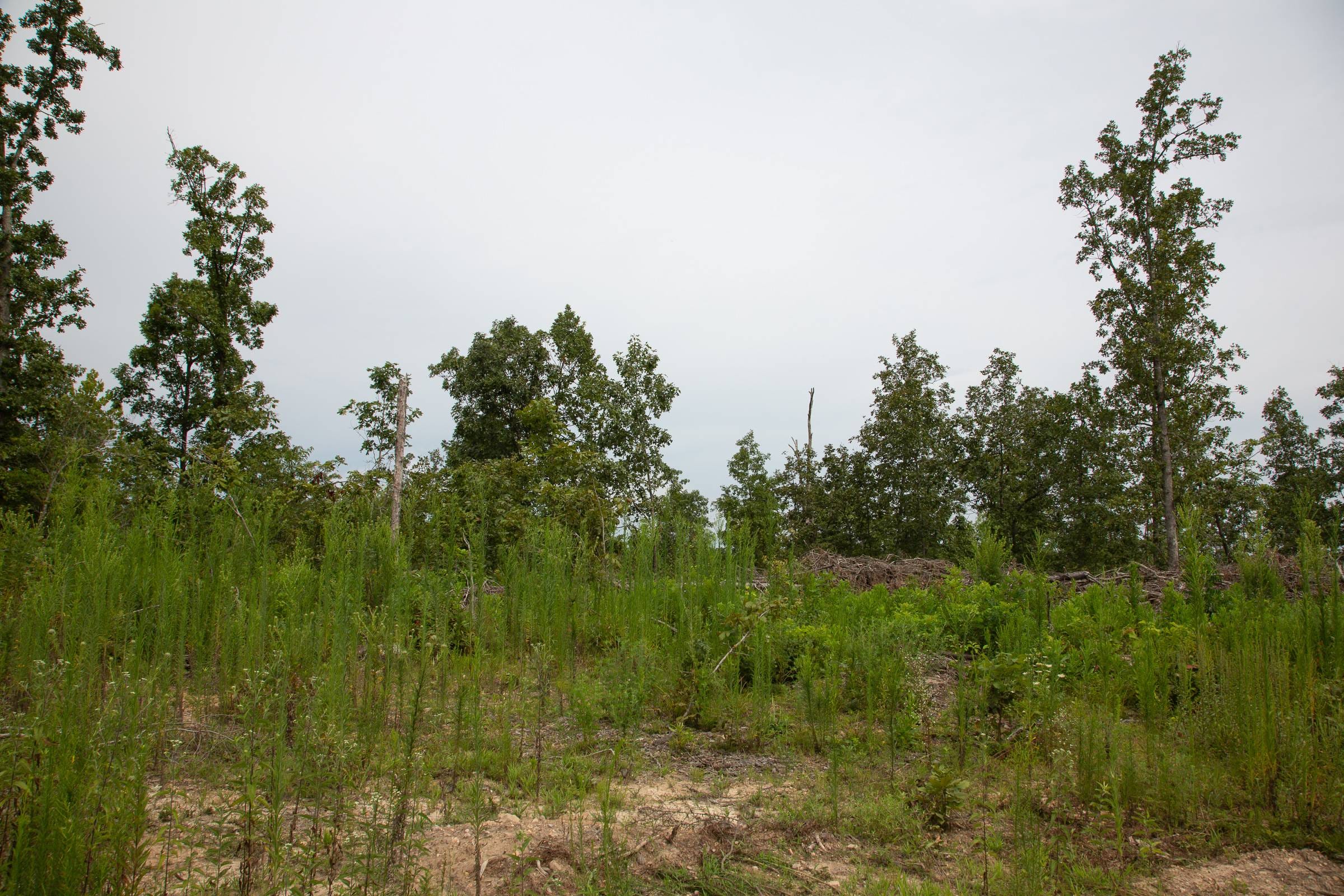 Borgmann’s Hollow Phase II Tract 47 photo 8