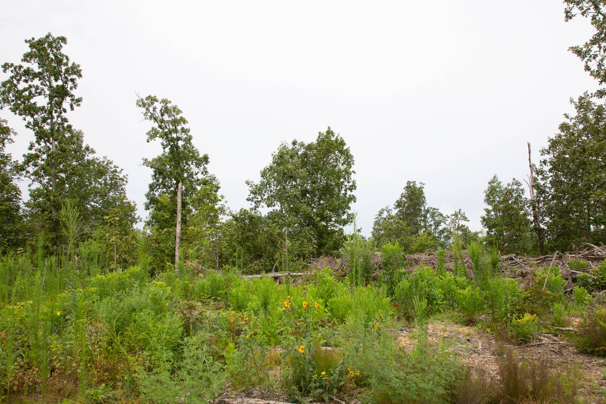 Borgmann’s Hollow Phase II Tract 47 photo 9