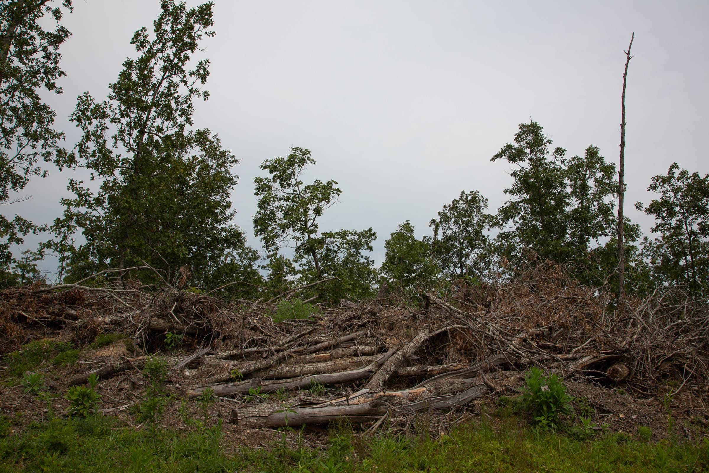 Borgmann’s Hollow Phase II Tract 47 photo 10