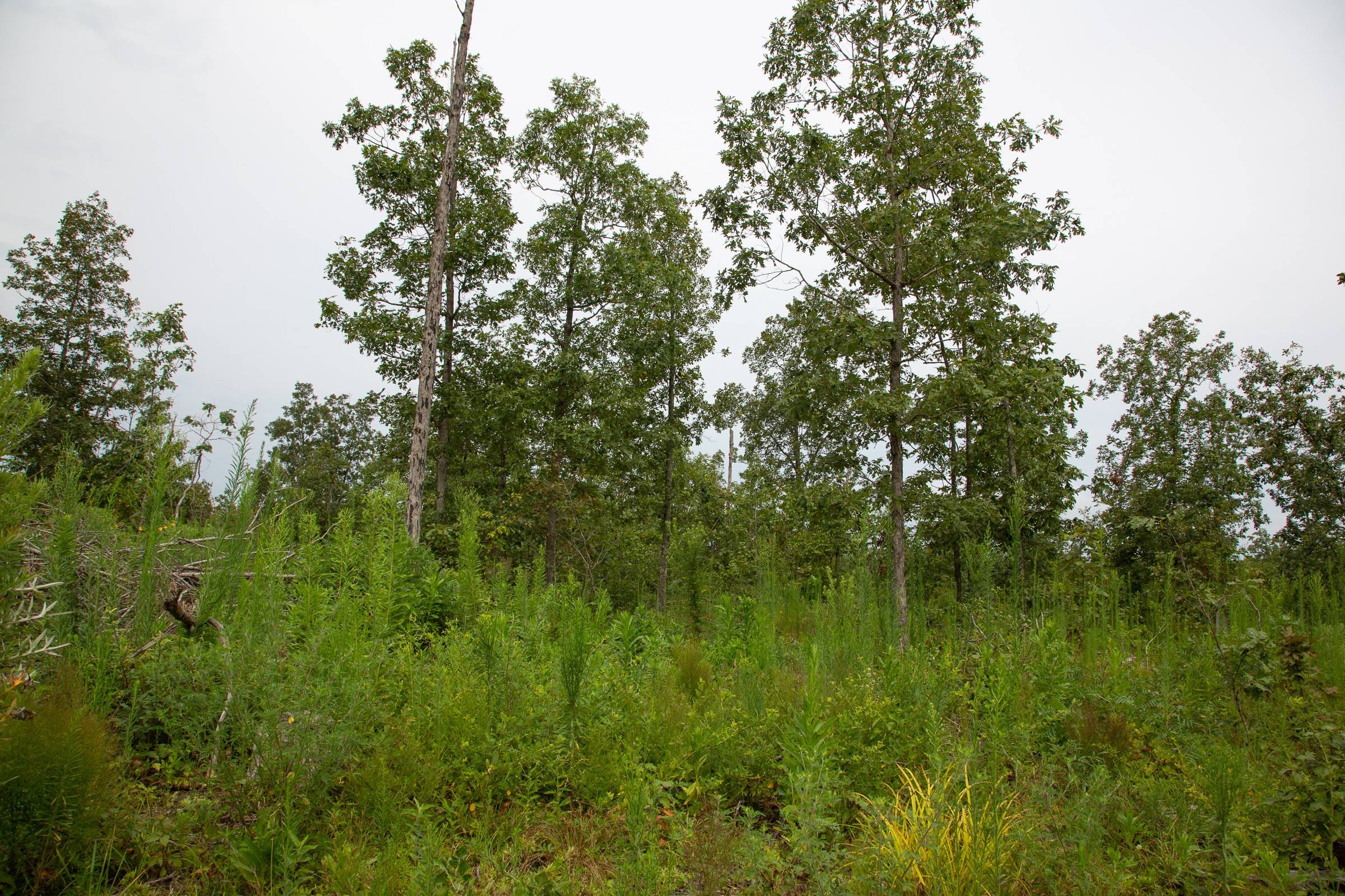 Borgmann’s Hollow Phase II Tract 47 photo 11