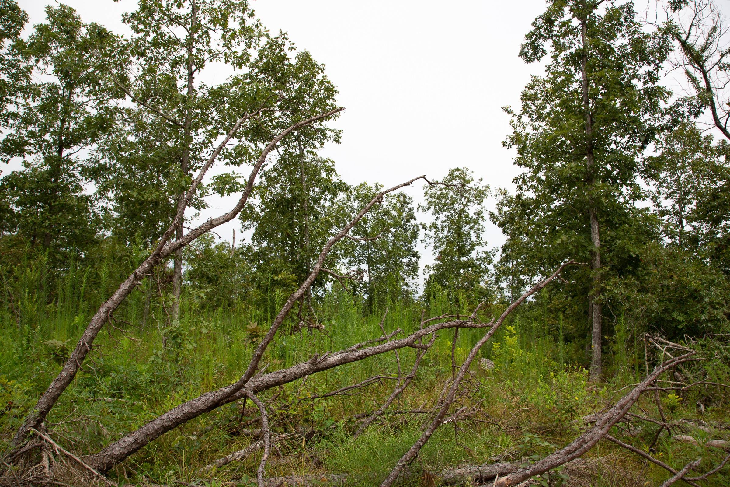 Borgmann’s Hollow Phase II Tract 47 photo 12