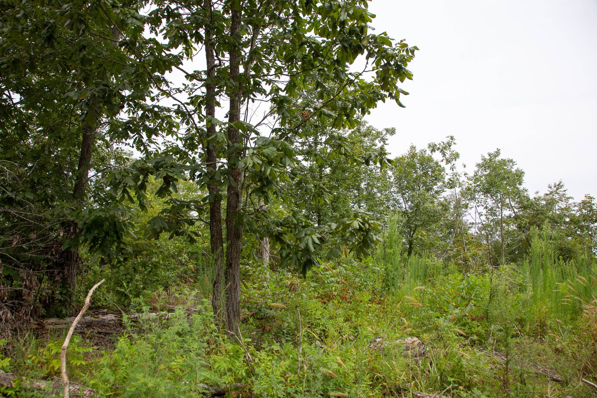 Borgmann’s Hollow Phase II Tract 47 photo 13