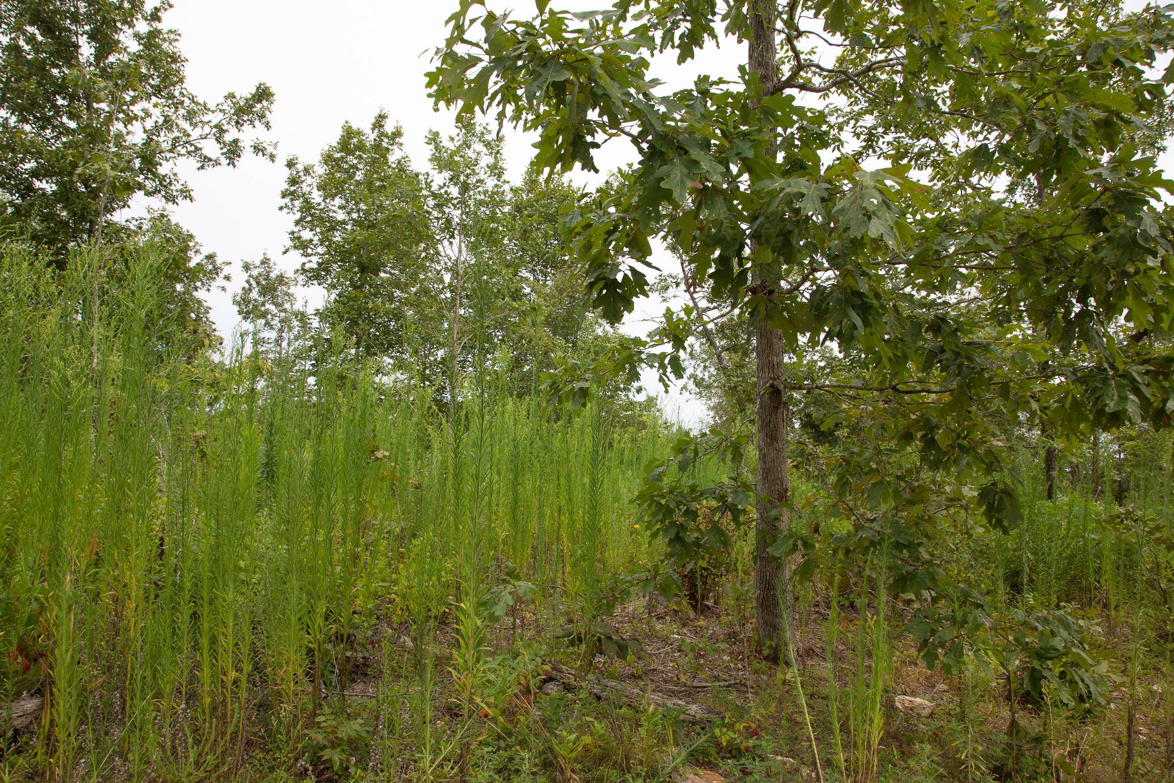 Borgmann’s Hollow Phase II Tract 47 photo 14