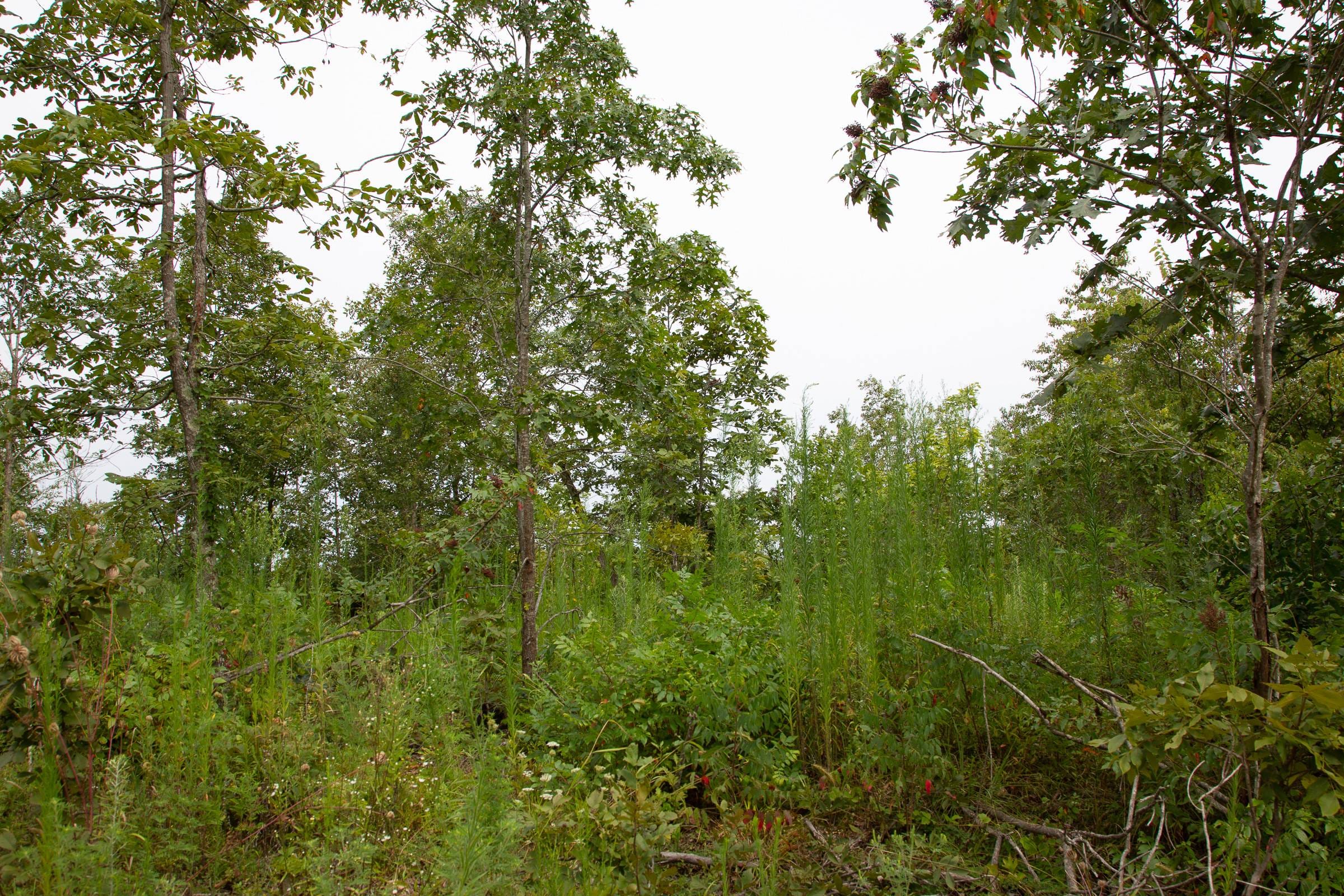 Borgmann’s Hollow Phase II Tract 47 photo 15