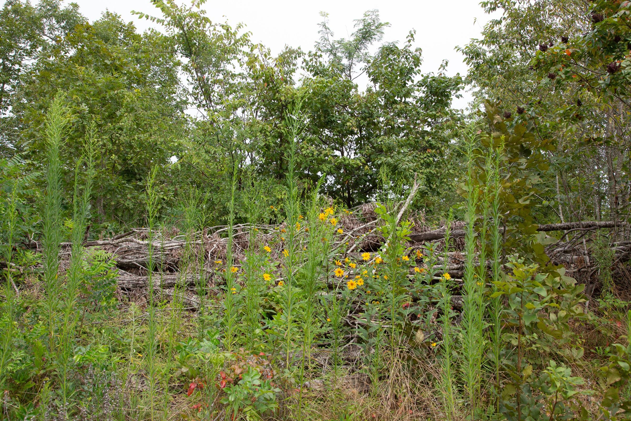 Borgmann’s Hollow Phase II Tract 47 photo 16