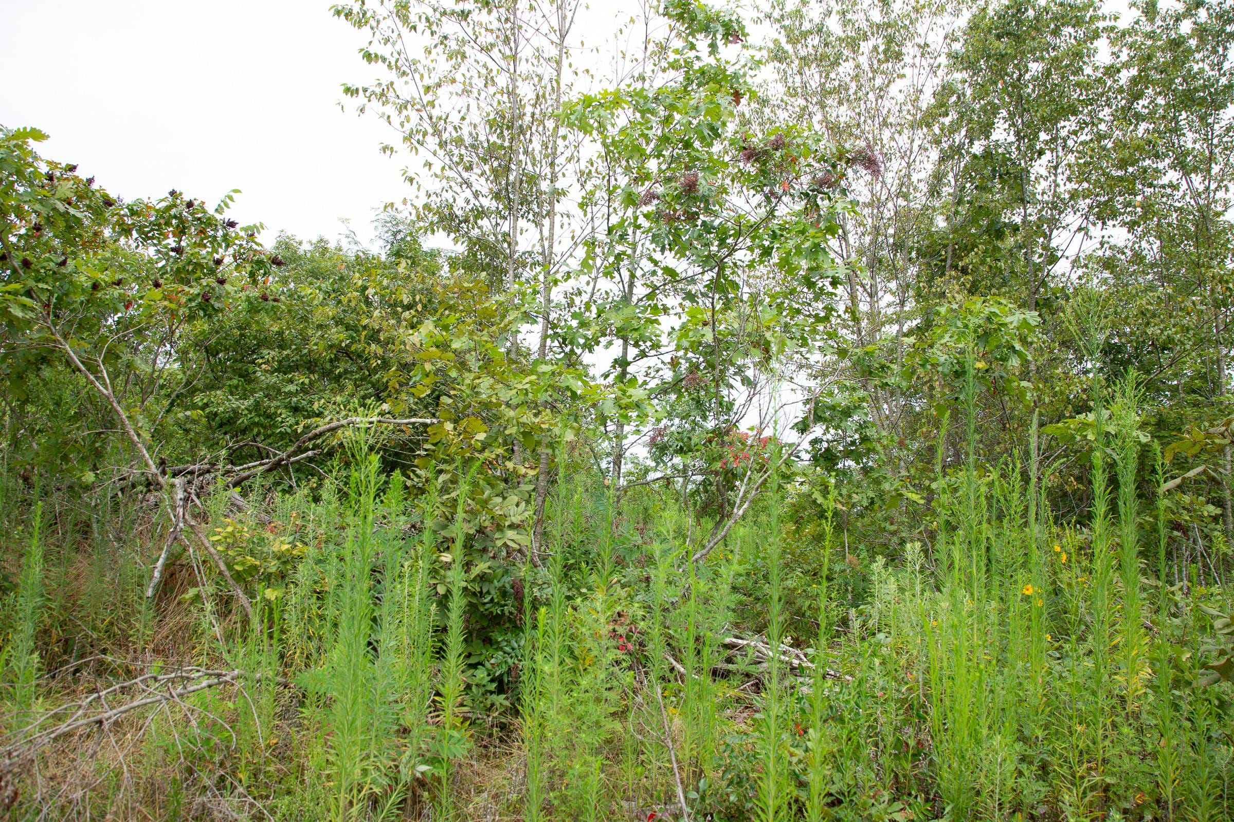 Borgmann’s Hollow Phase II Tract 47 photo 17