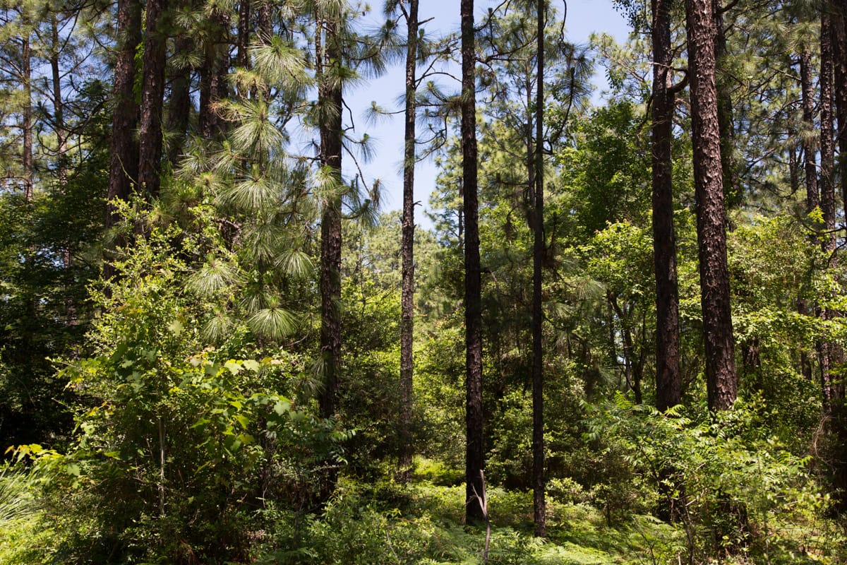Rayburn Country Tract 31 photo 4