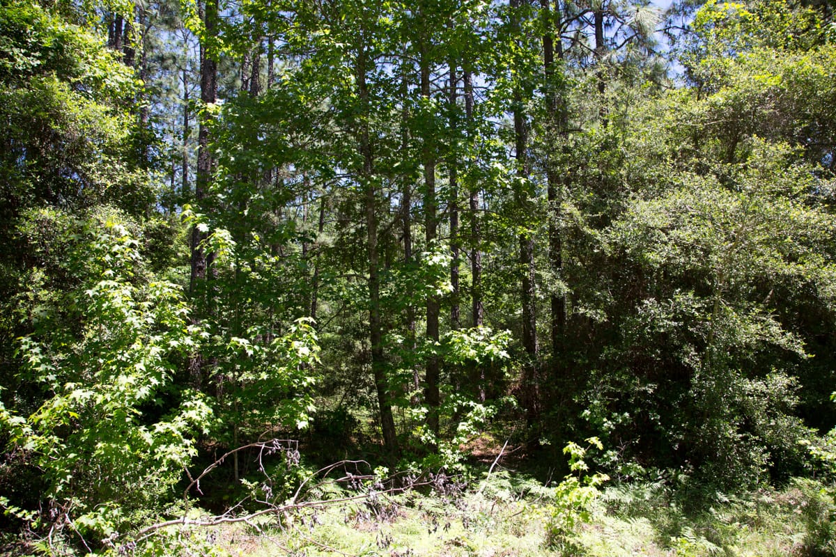 Rayburn Country Tract 31 photo 5