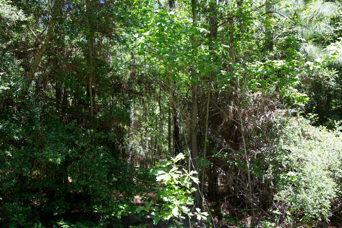 Rayburn Country Tract 31 photo 6