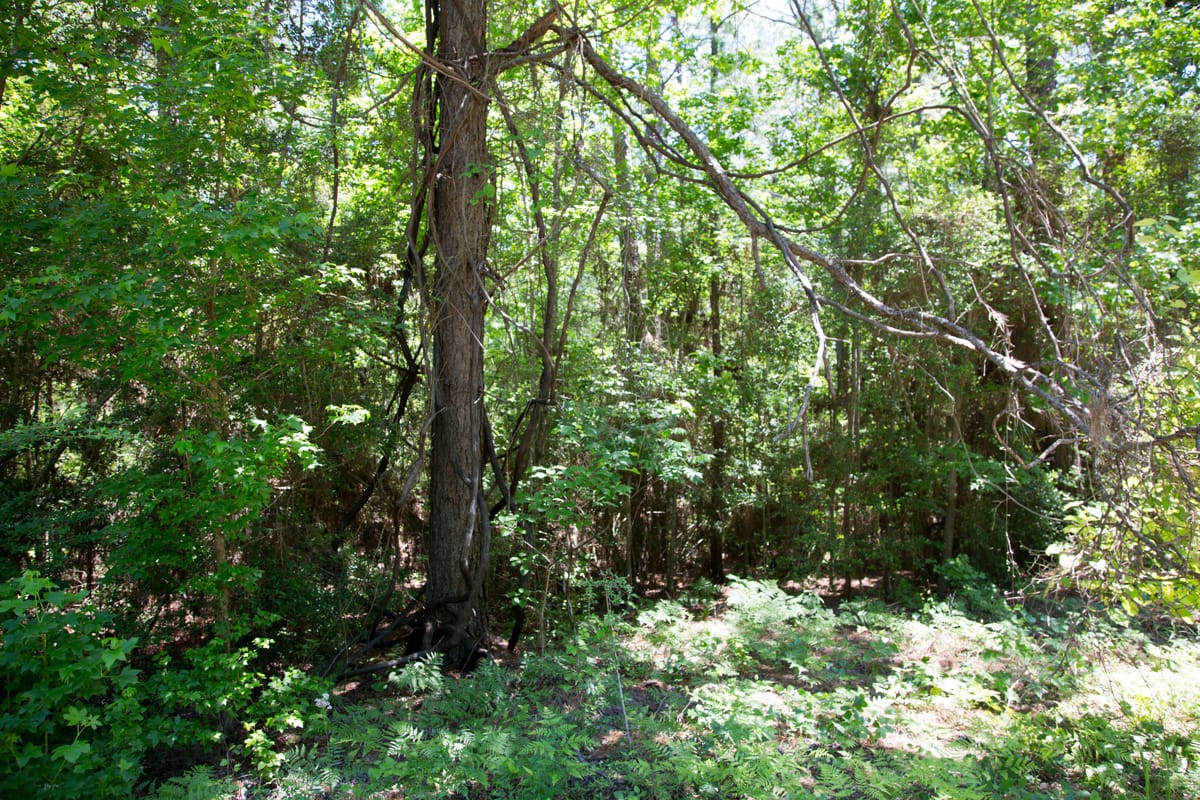 Rayburn Country Tract 31 photo 7