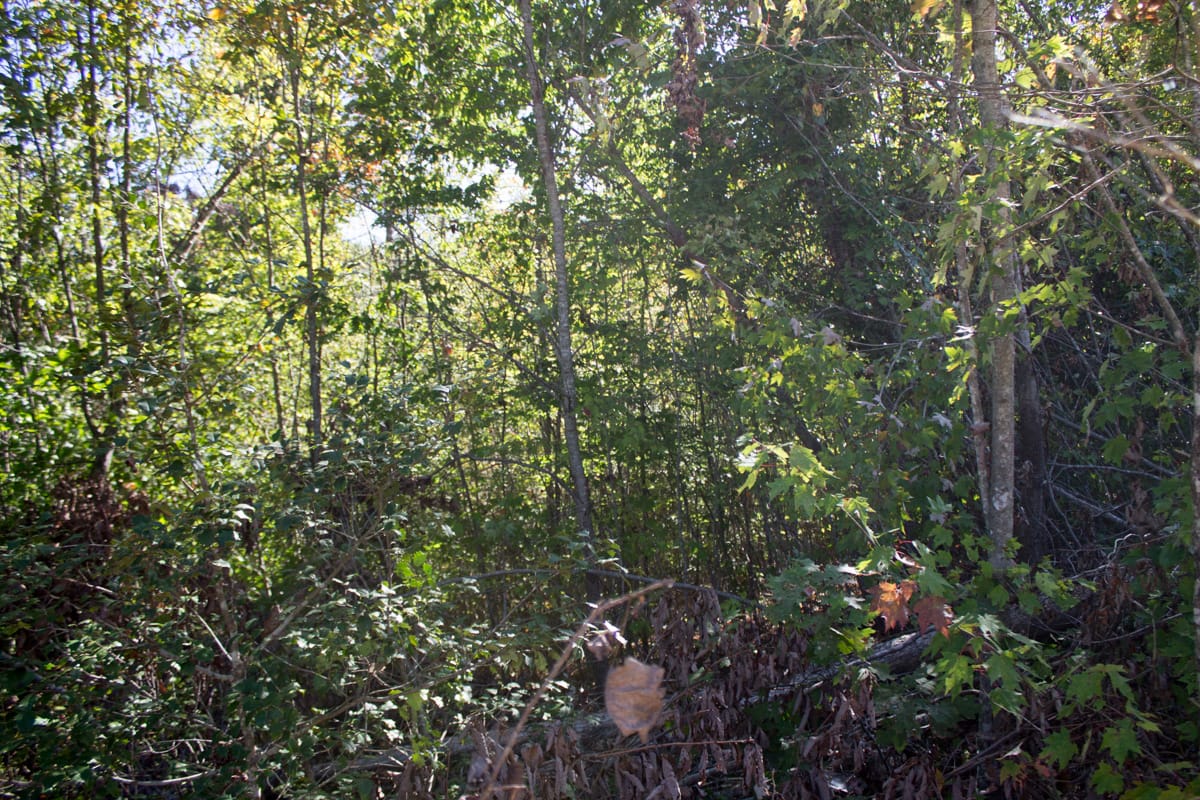 Black Oak Ranch Tract 9 photo 2