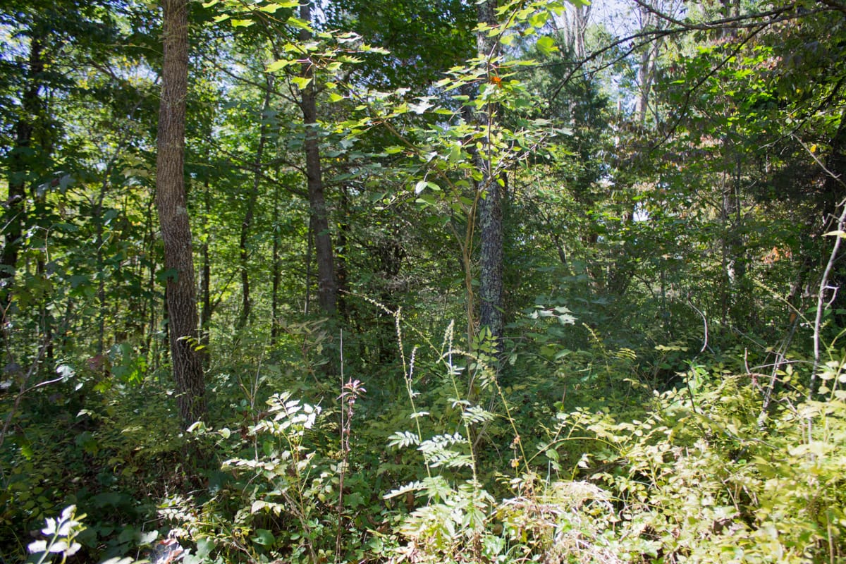 Black Oak Ranch Tract 9 photo 3