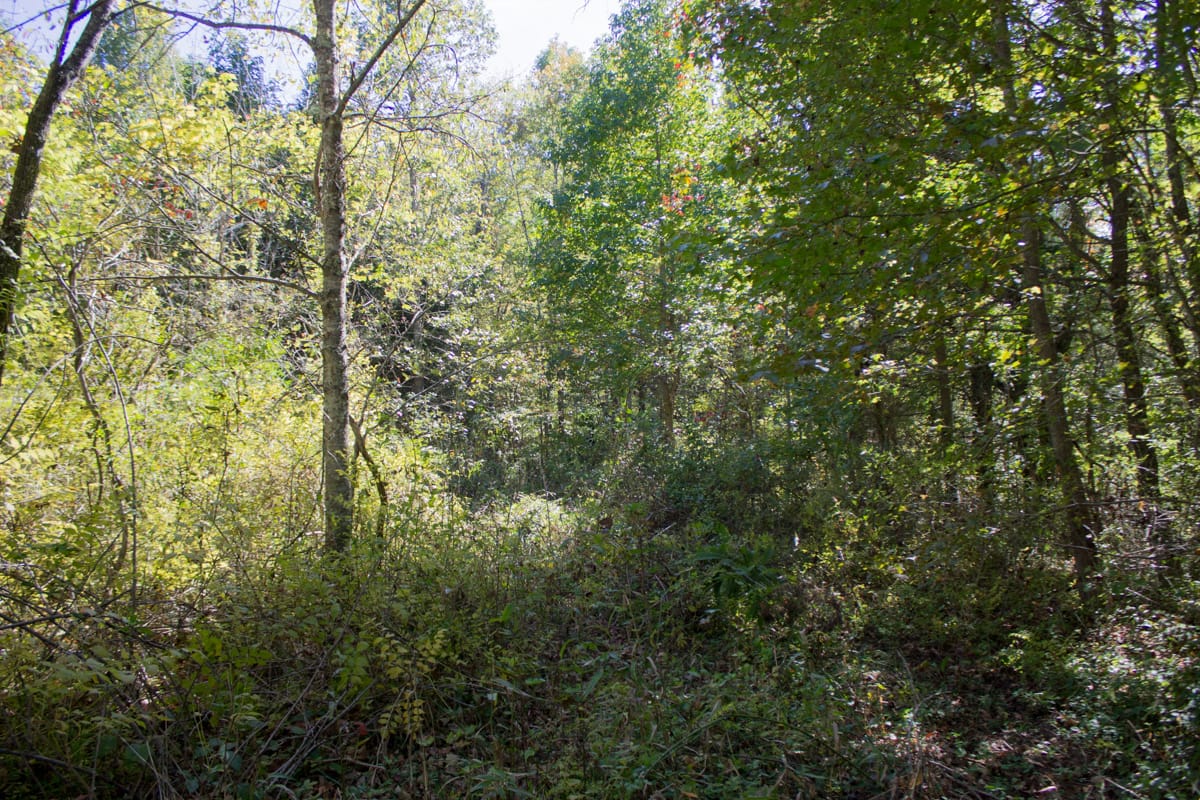 Black Oak Ranch Tract 9 photo 4