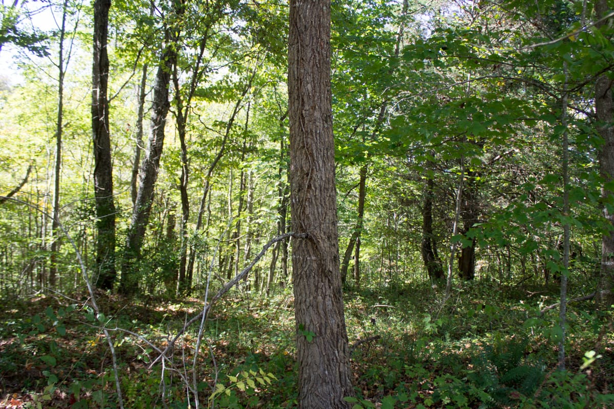 Black Oak Ranch Tract 9 photo 5