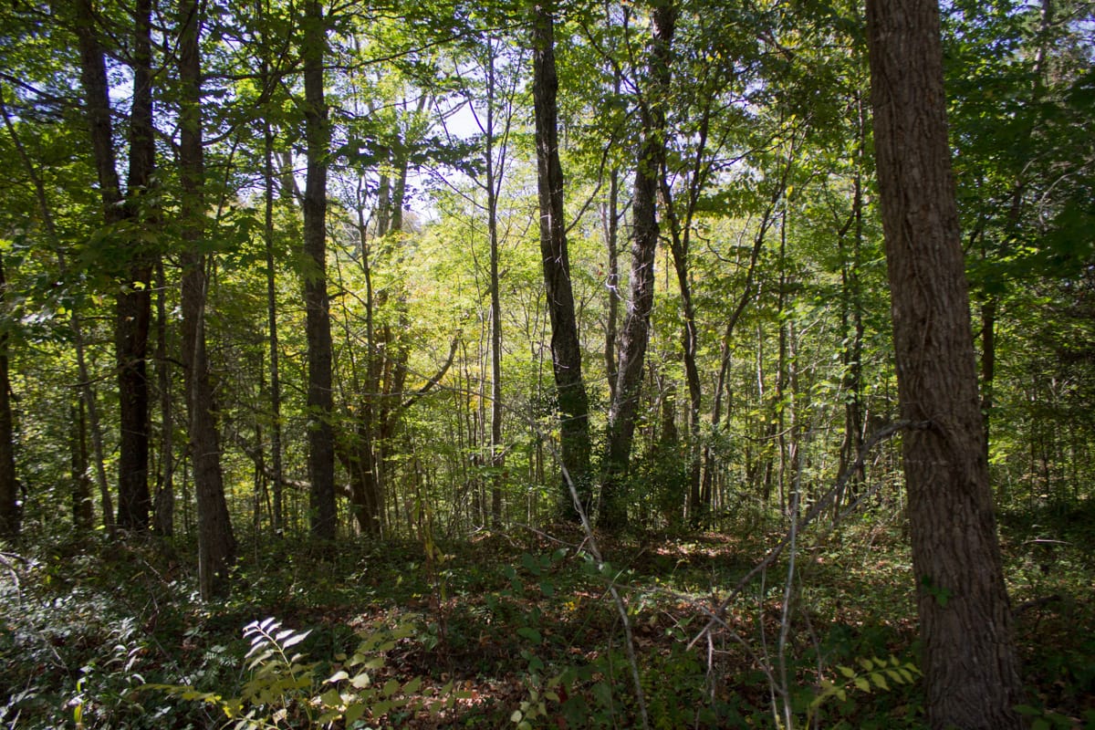 Black Oak Ranch Tract 9 photo 6