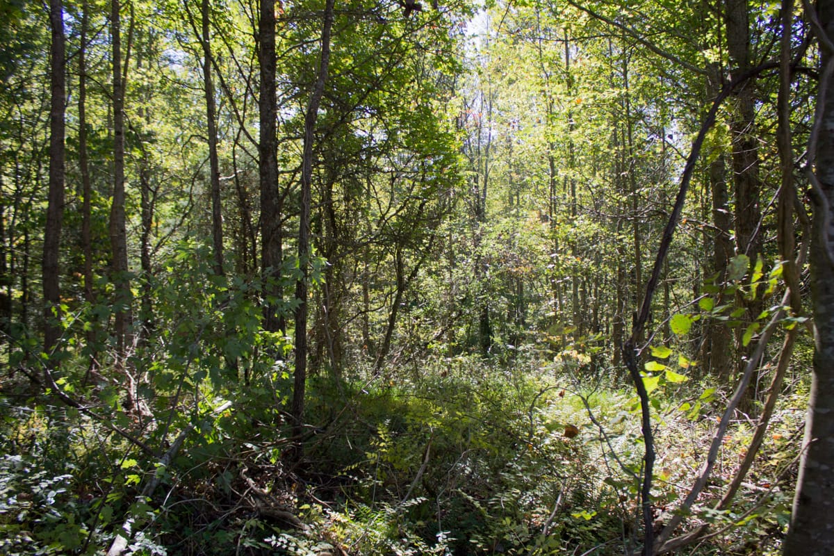 Black Oak Ranch Tract 9 photo 7
