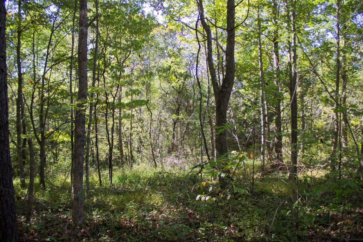 Black Oak Ranch Tract 9 photo 8