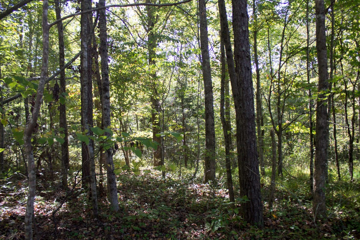 Black Oak Ranch Tract 9 photo 9