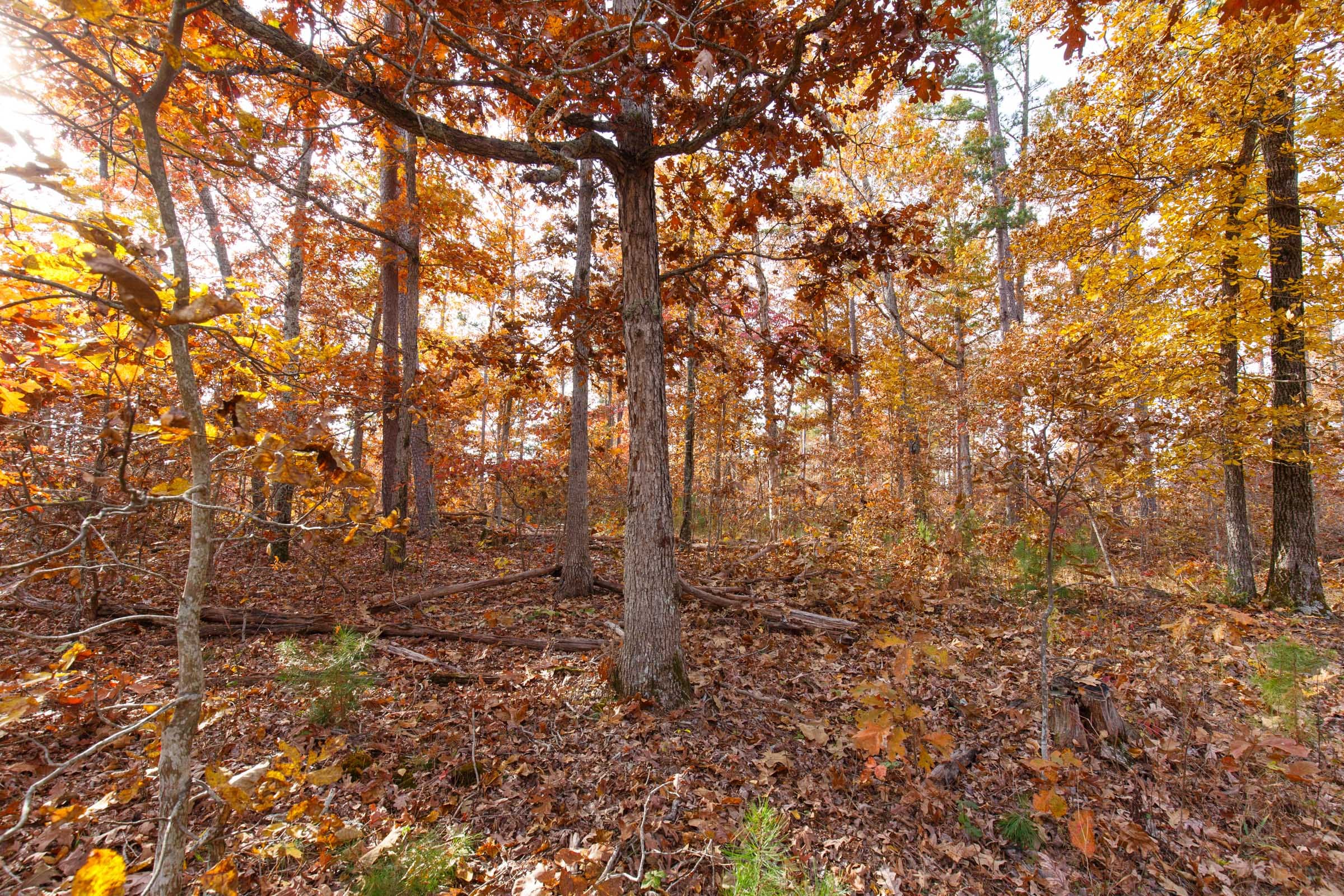 Hawkcrest Tract 36 photo 4