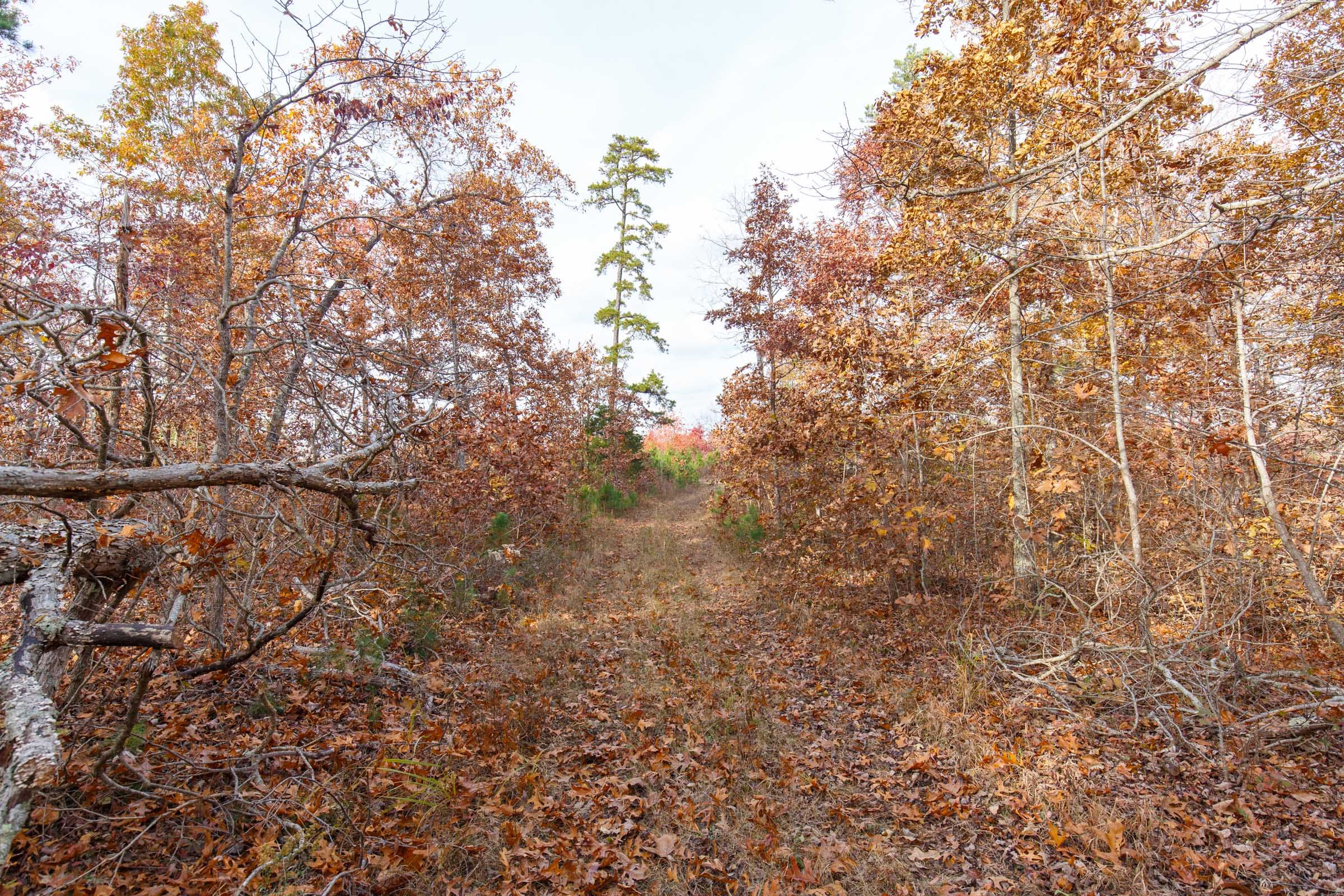 Hawkcrest Tract 36 photo 1