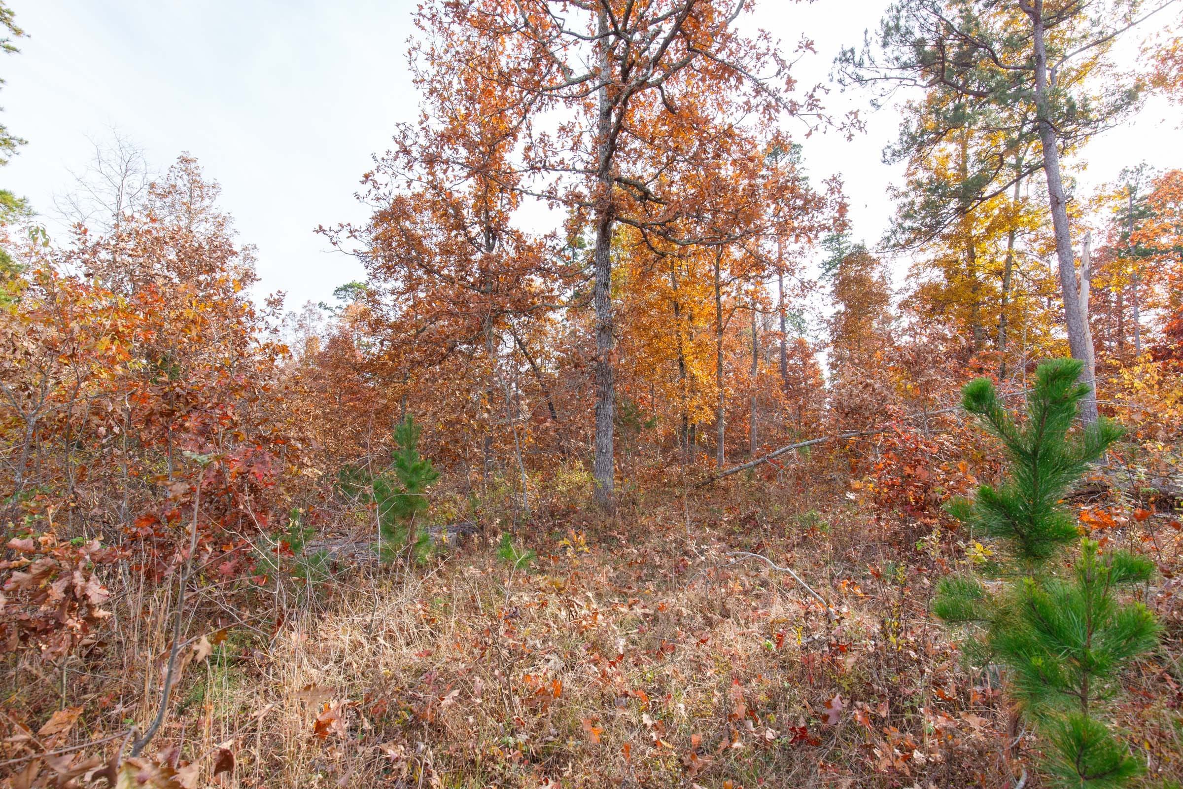 Hawkcrest Tract 36 photo 6