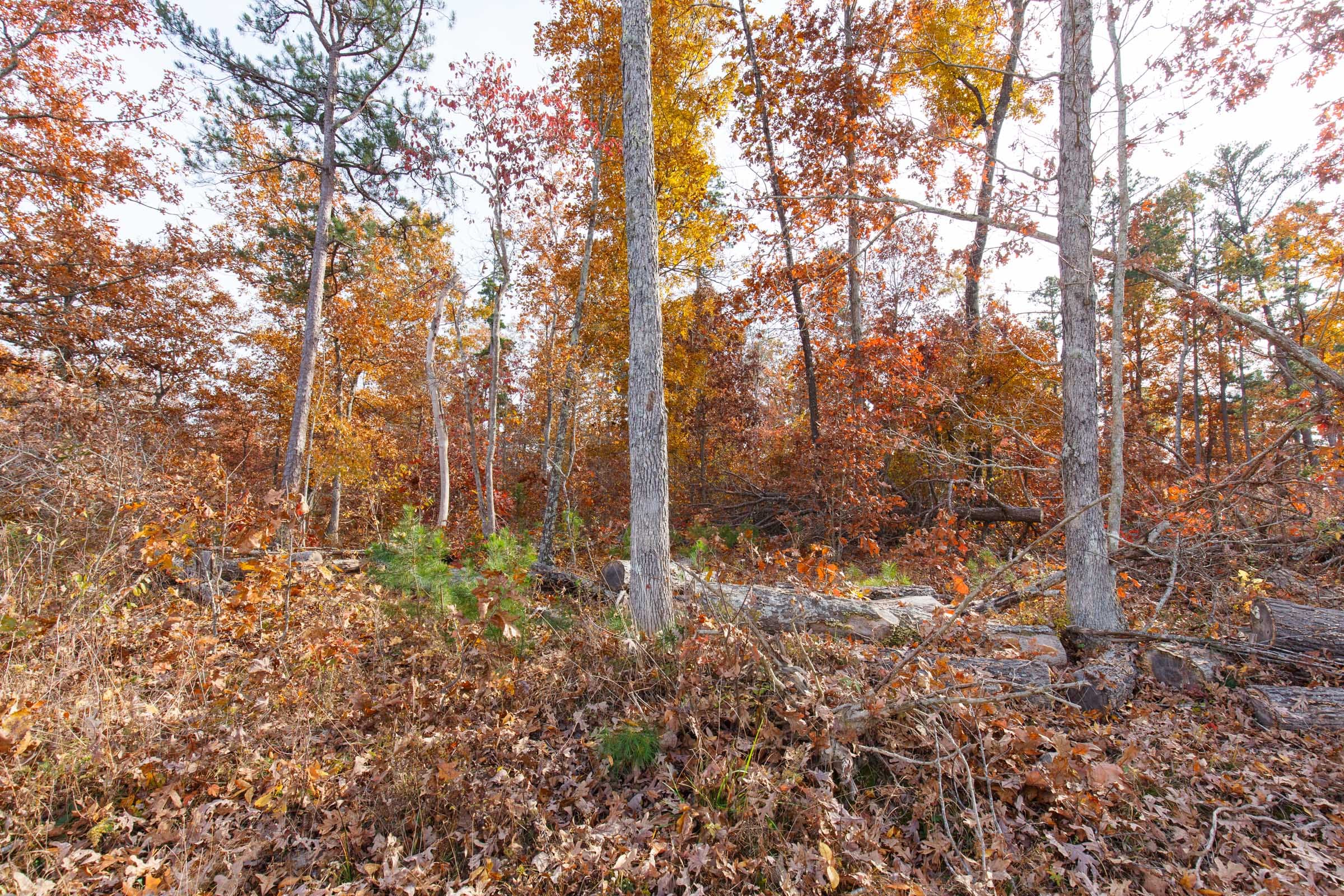 Hawkcrest Tract 36 photo 8