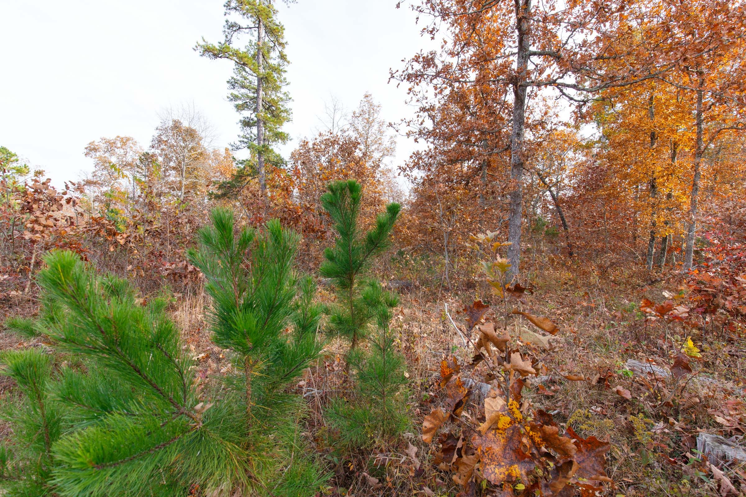 Hawkcrest Tract 36 photo 10
