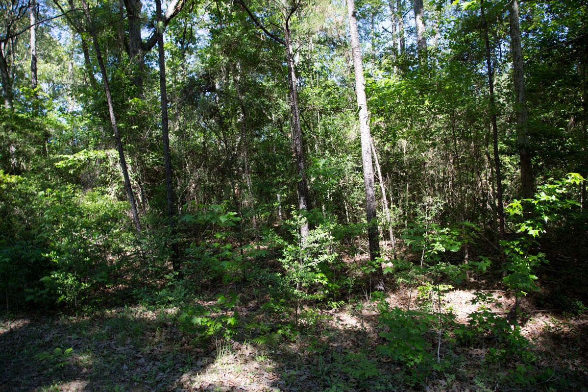 Rayburn Country Tract 168 photo 2