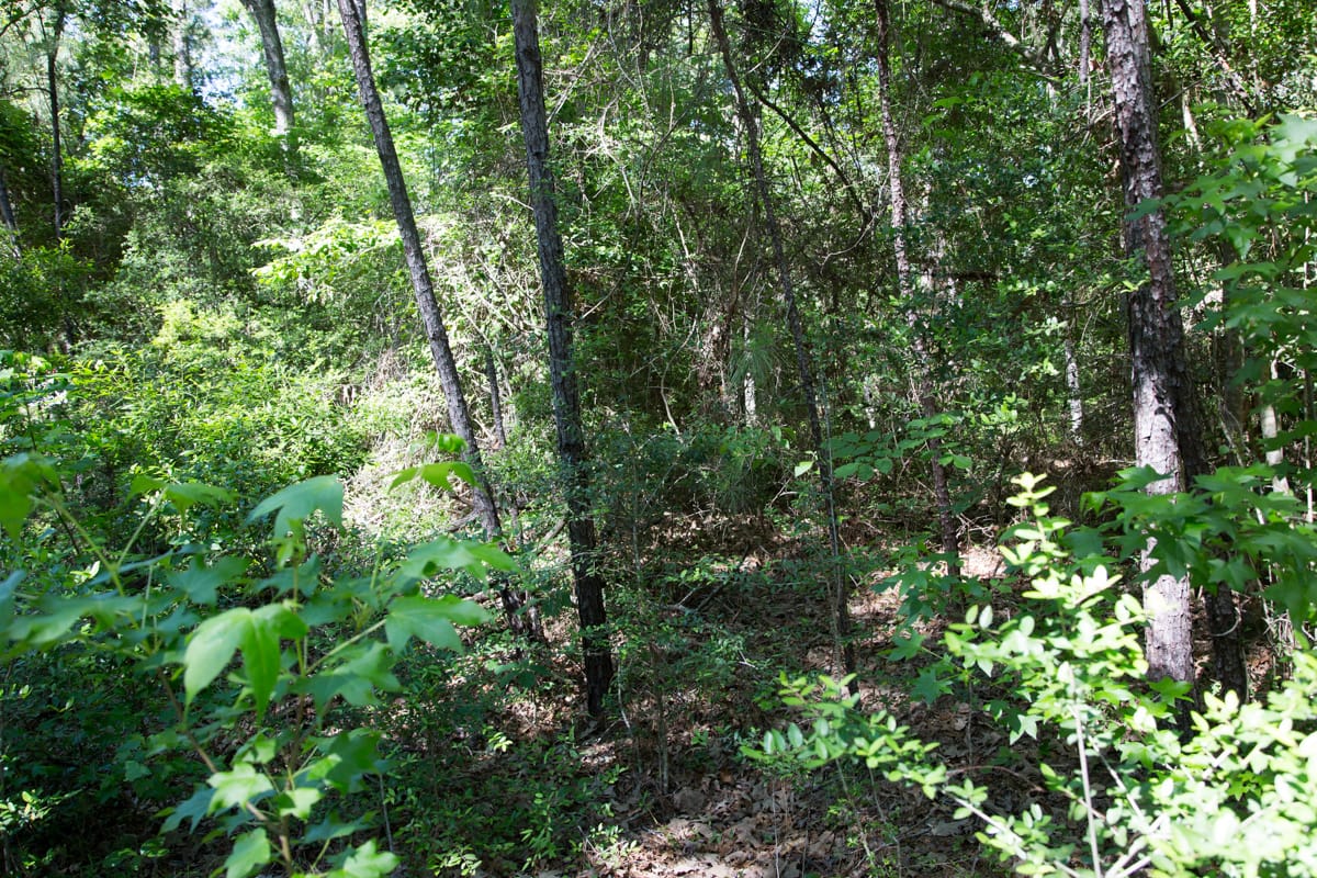 Rayburn Country Tract 168 photo 3