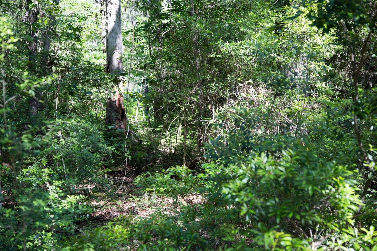 Rayburn Country Tract 168 photo 4