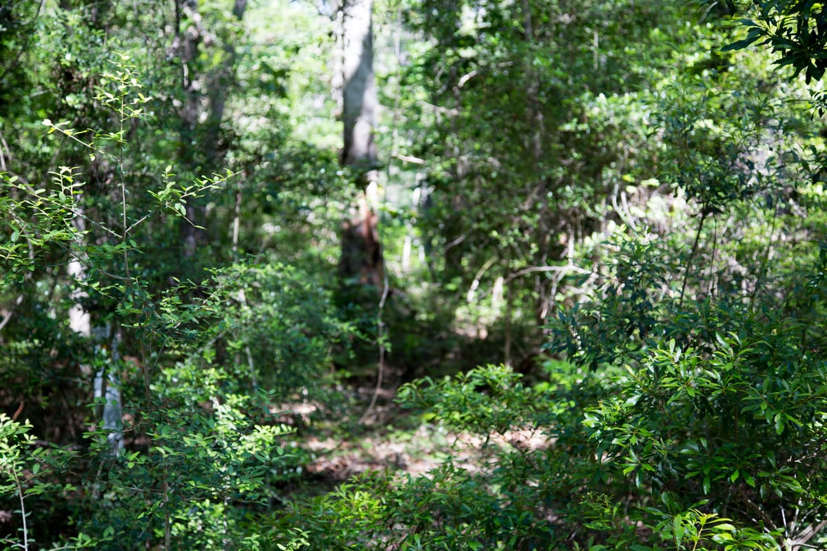 Rayburn Country Tract 168 photo 5