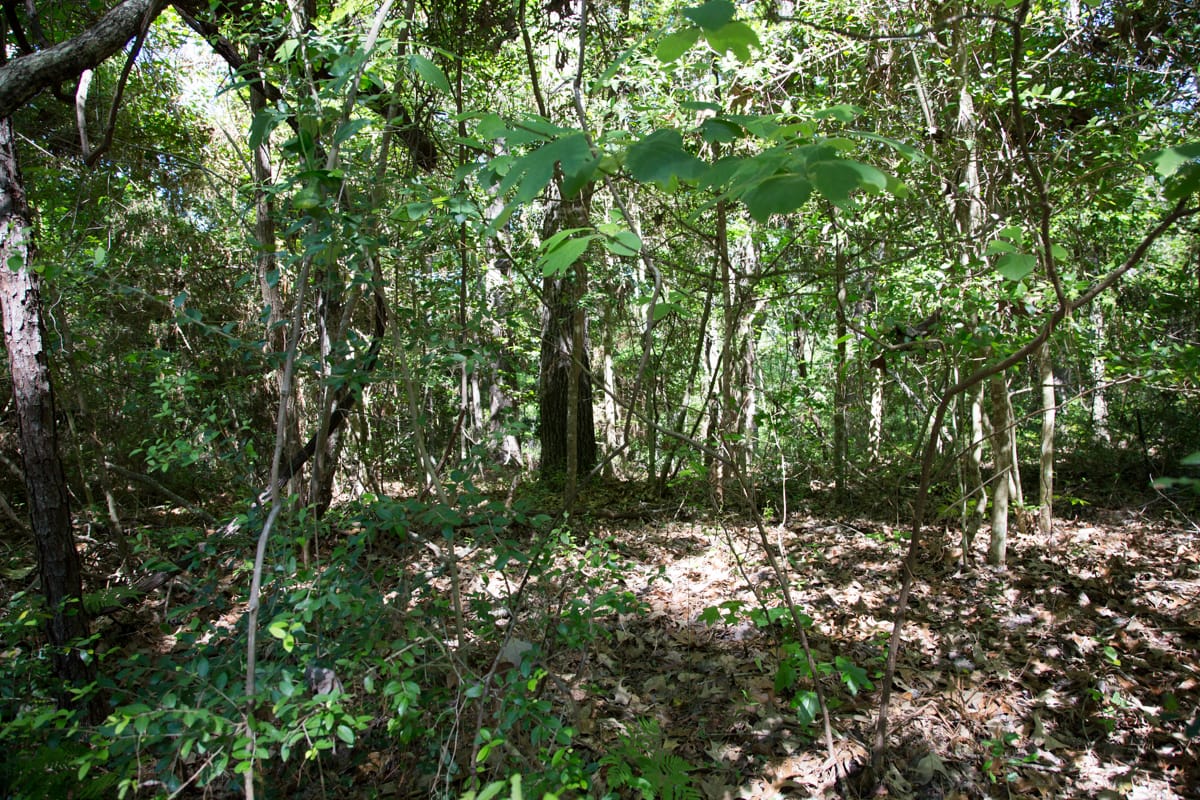 Rayburn Country Tract 168 photo 7