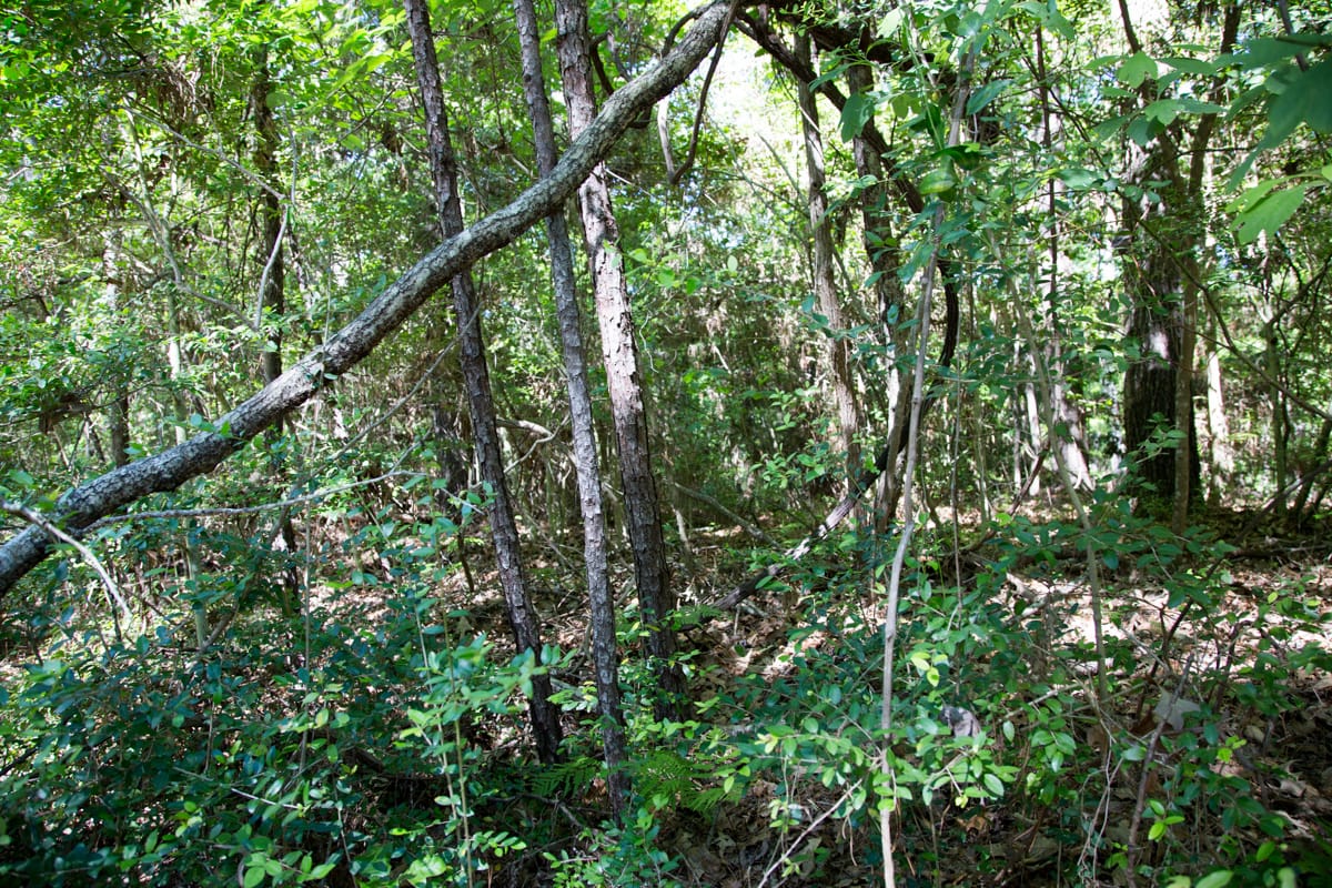 Rayburn Country Tract 168 photo 8