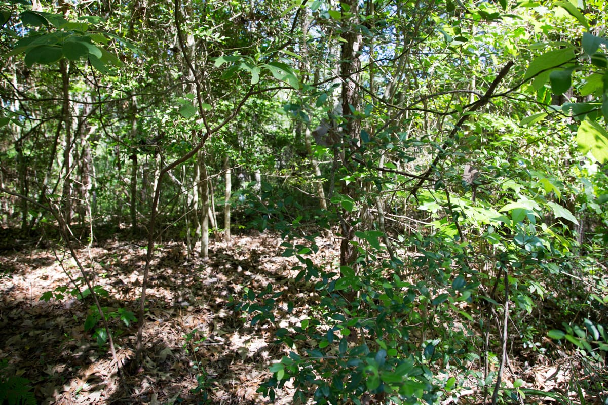 Rayburn Country Tract 168 photo 9