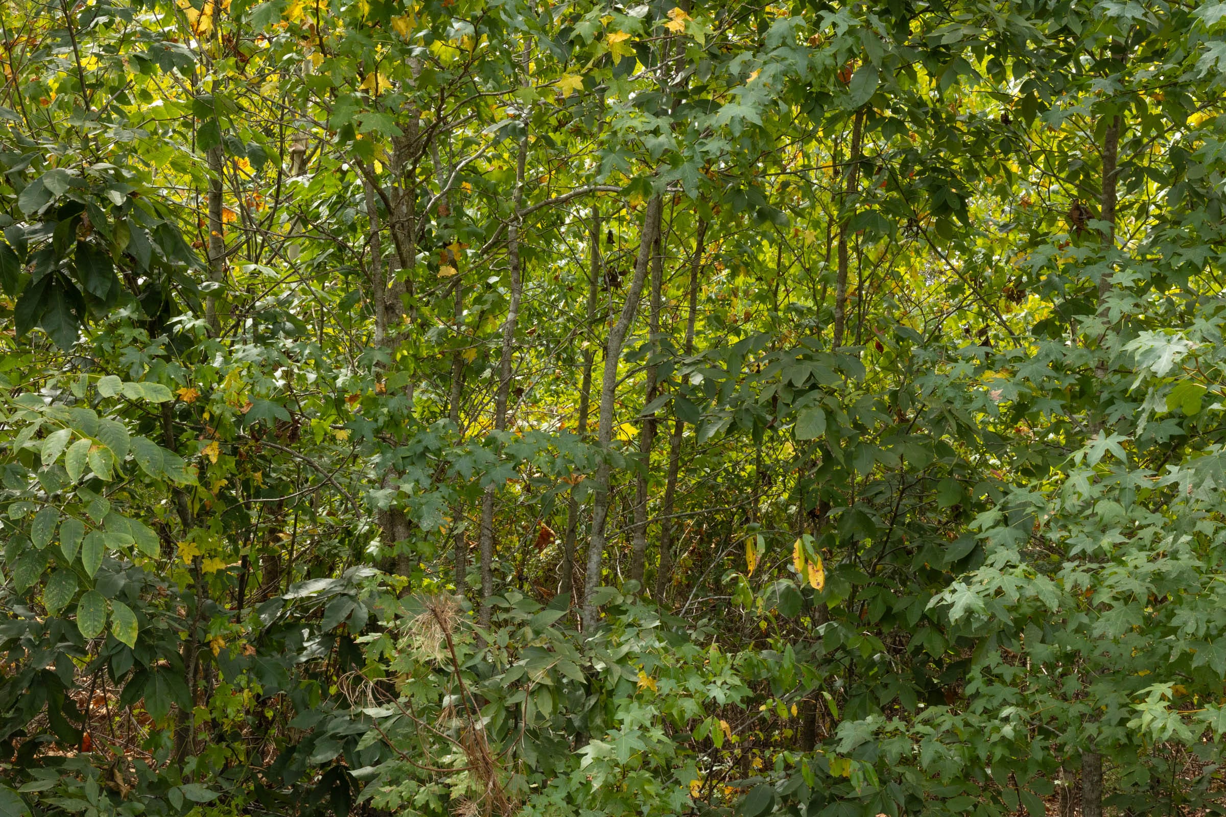 Big White Oak Tract 64 photo 9