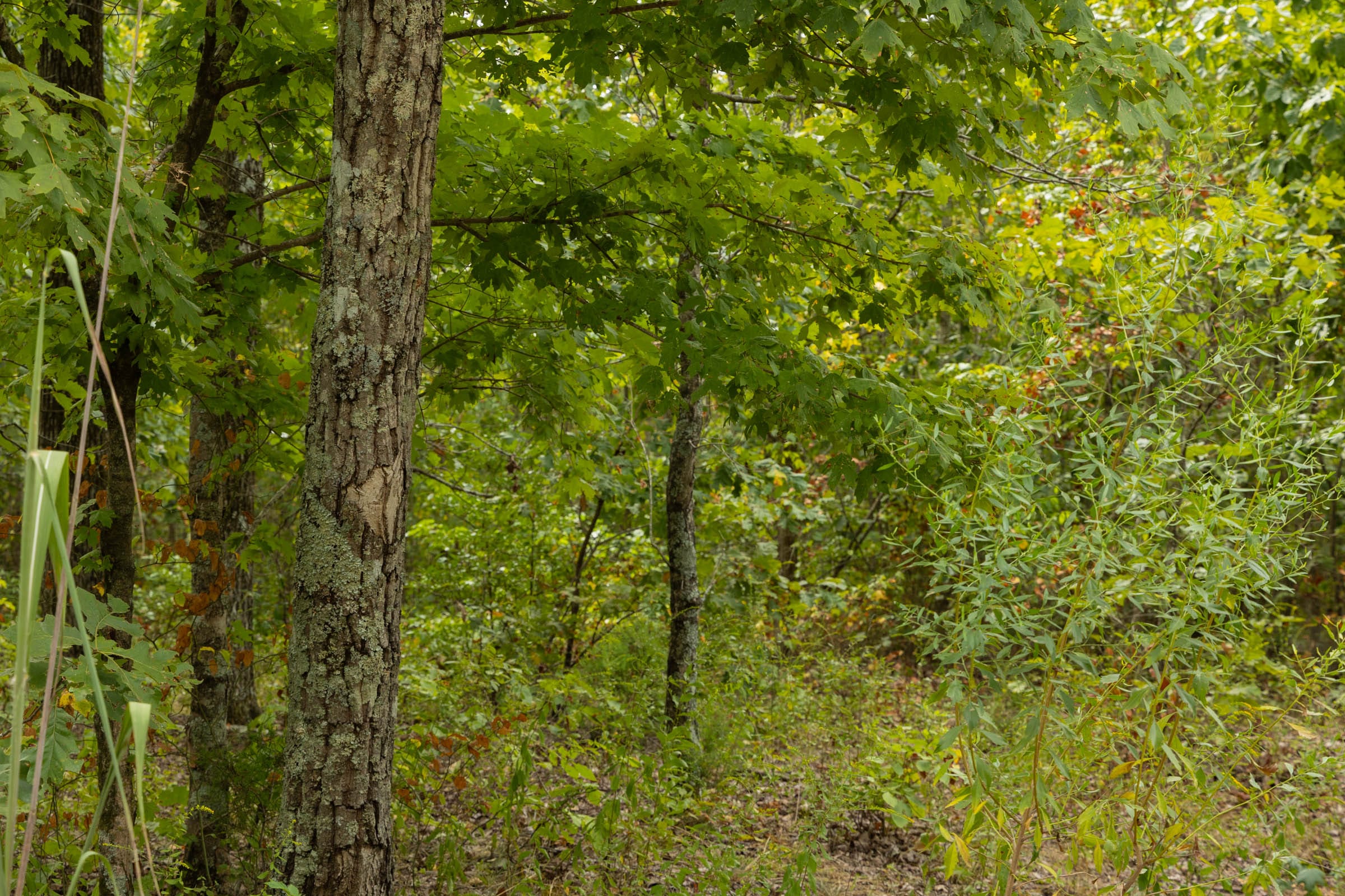Big White Oak Tract 64 photo 8