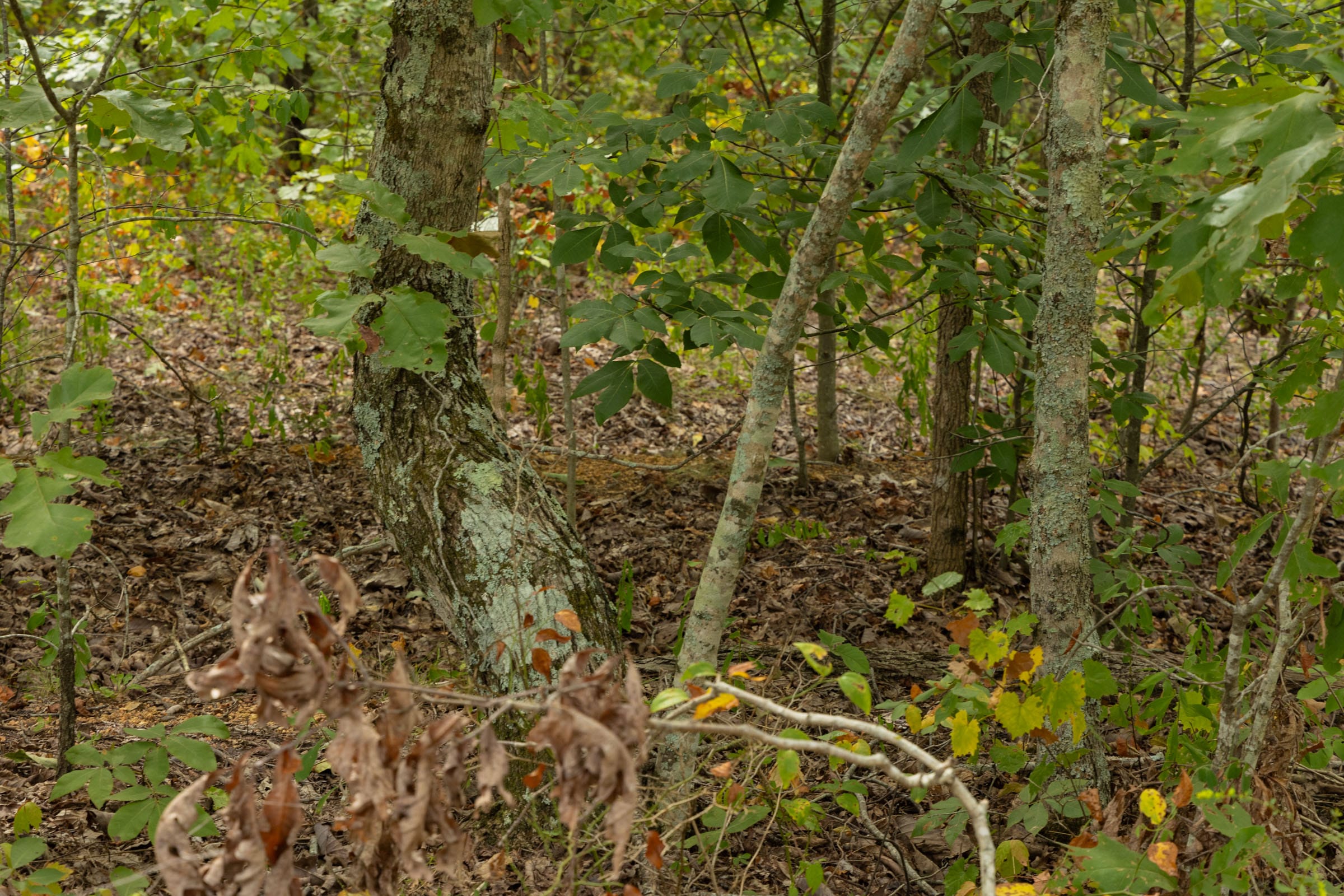 Big White Oak Tract 64 photo 7