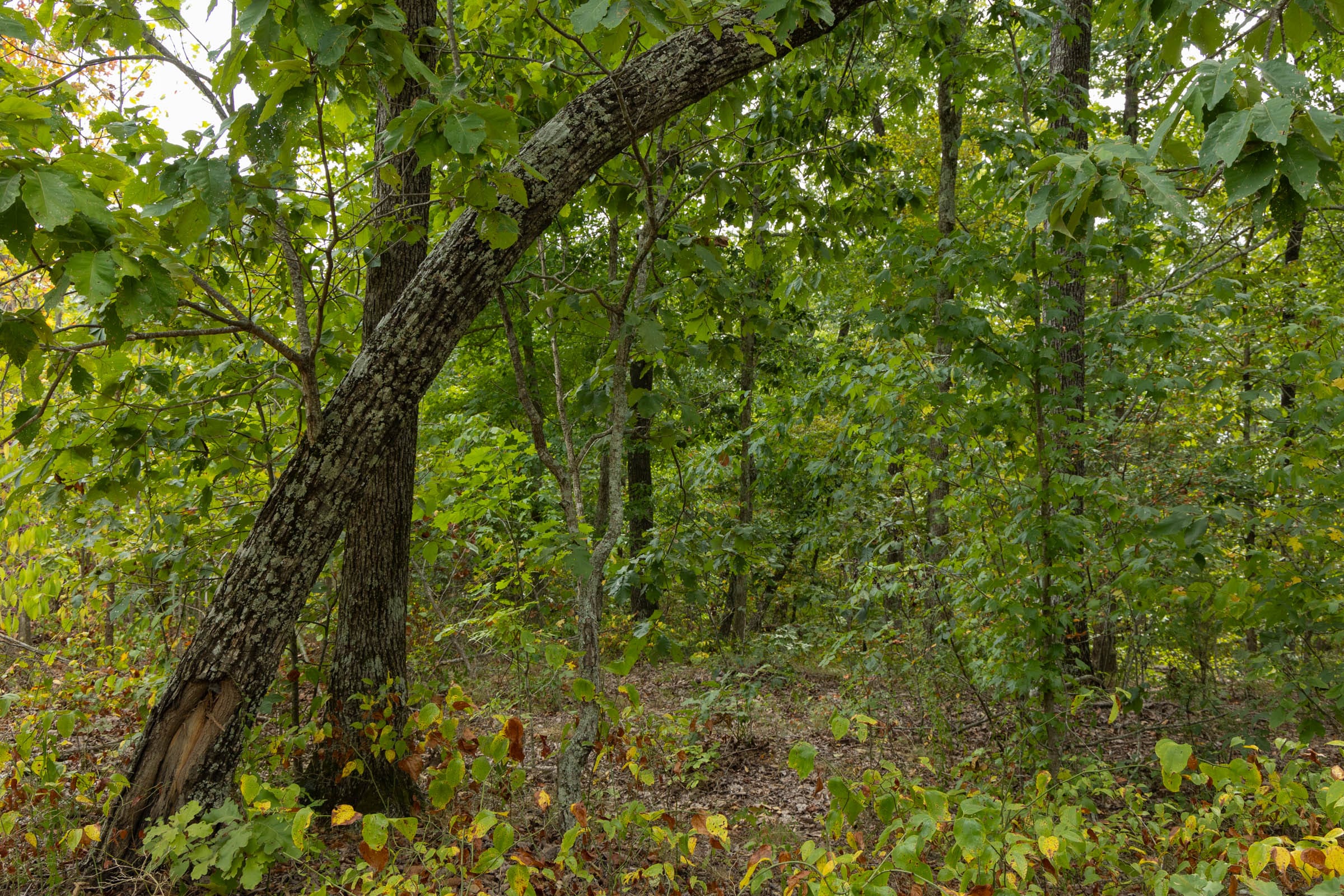 Big White Oak Tract 64 photo 6
