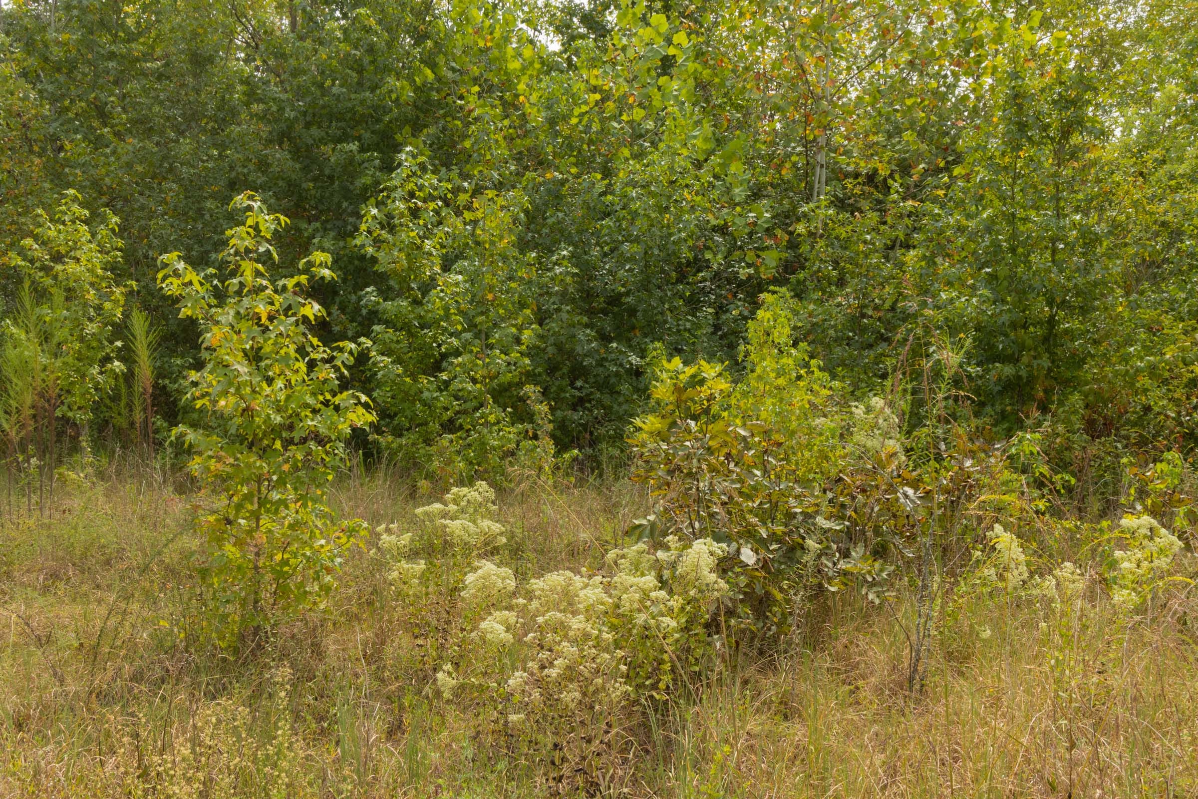 Big White Oak Tract 64 photo 5