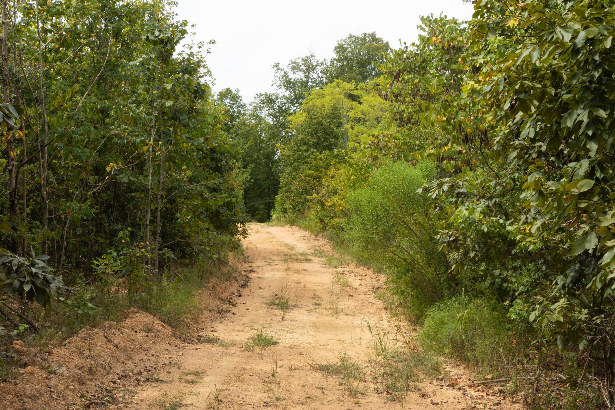 Big White Oak Tract 5 photo 7