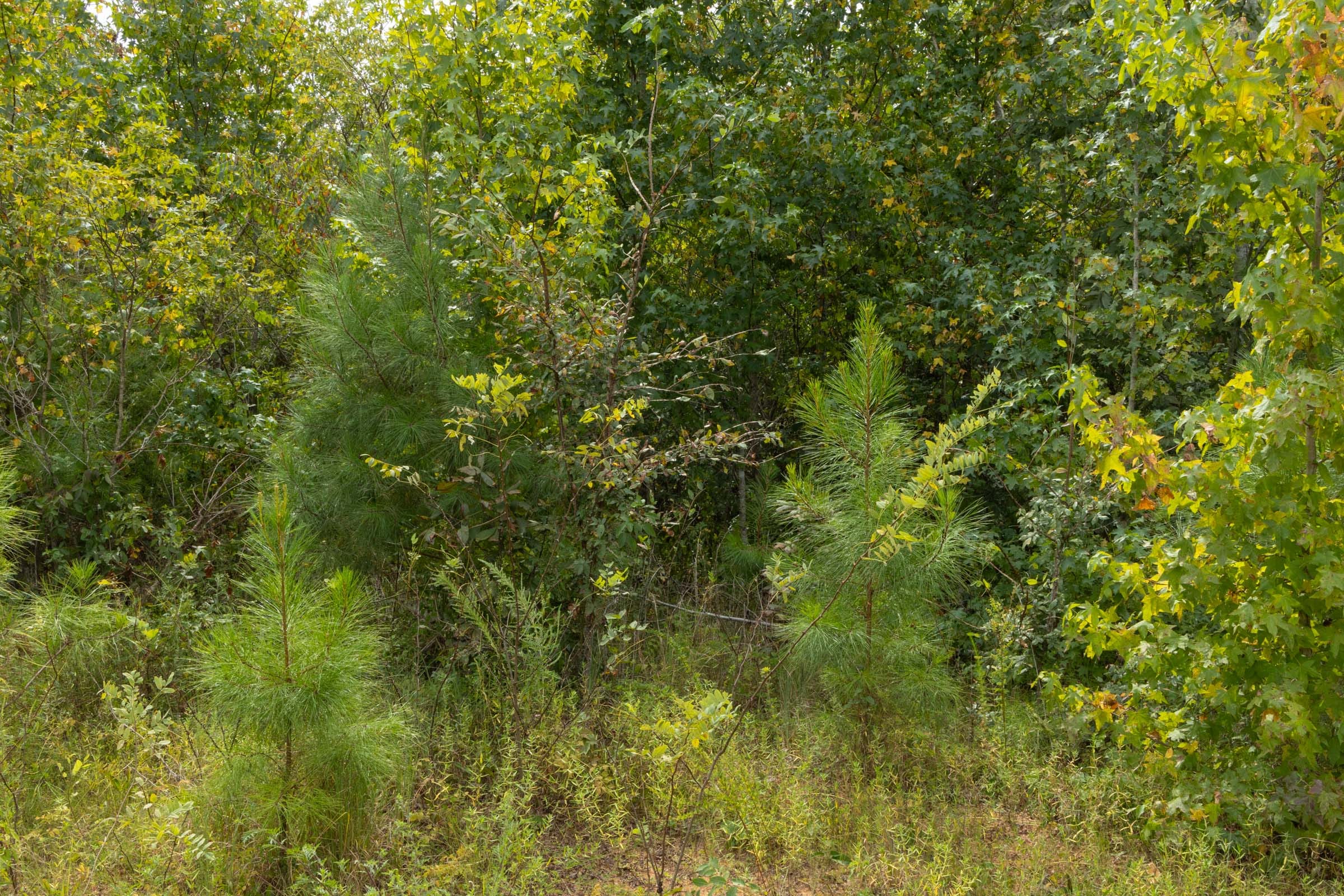 Big White Oak Tract 64 photo 3