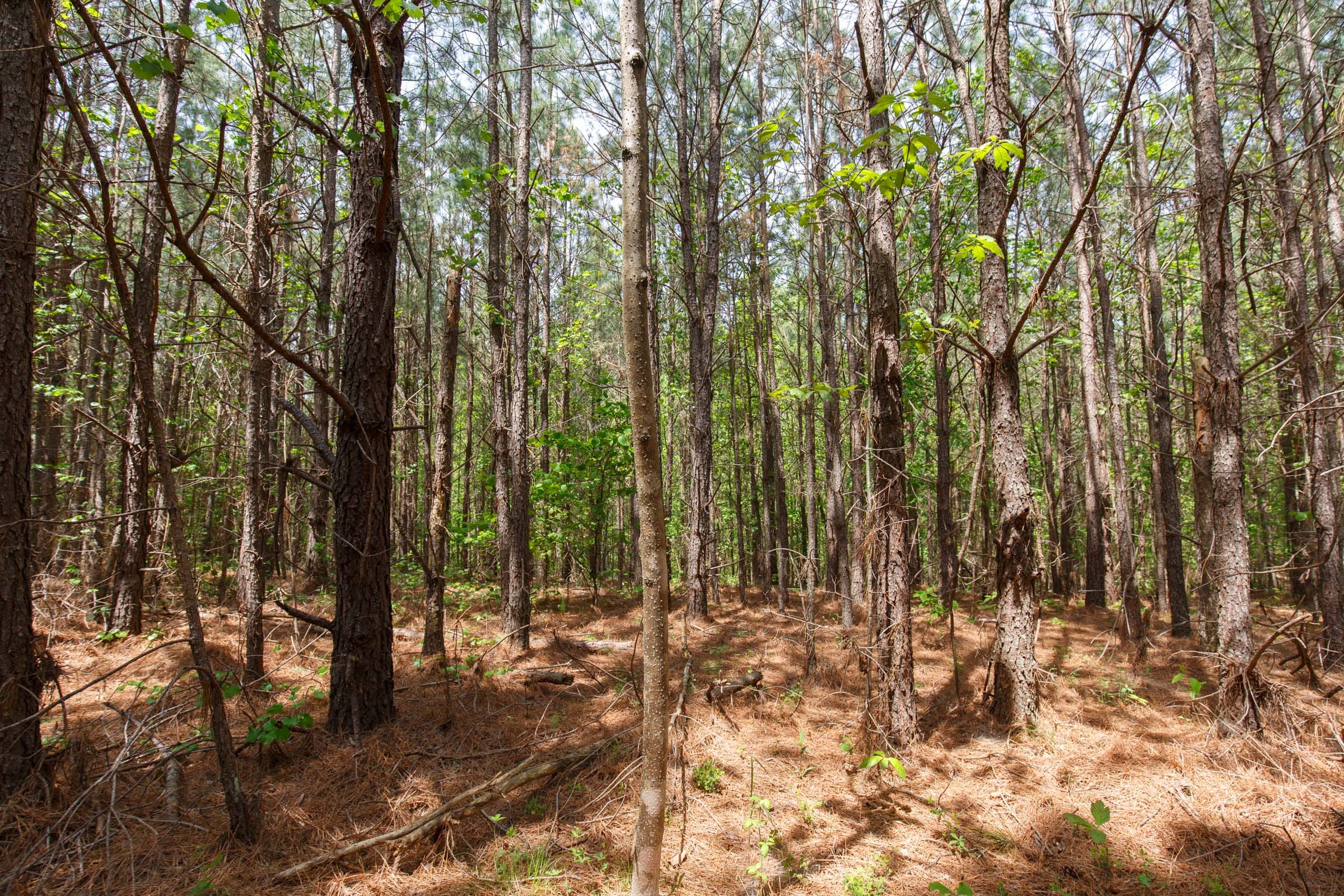 Red Barn Ranch Tract 54 photo 3