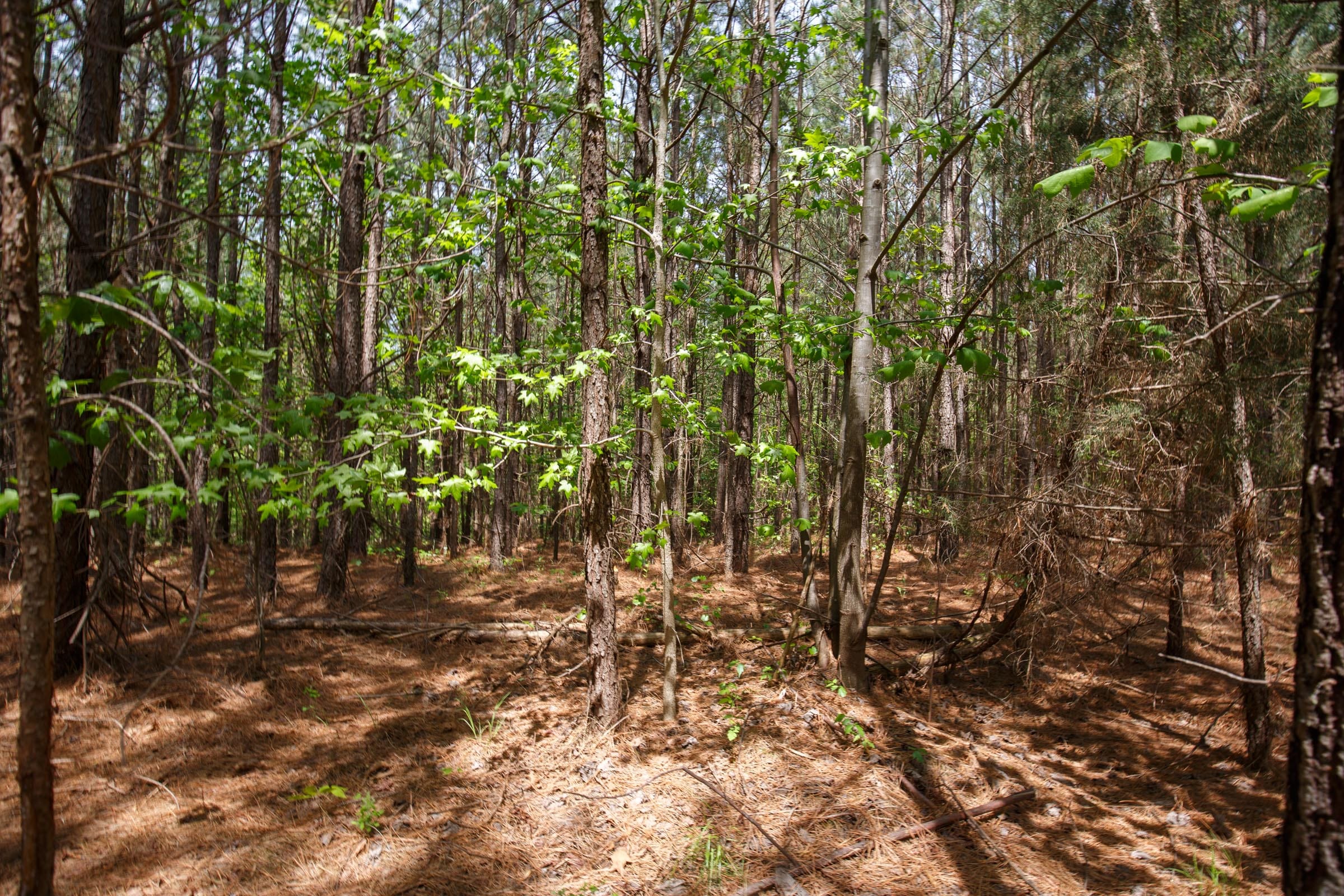 Red Barn Ranch Tract 54 photo 6