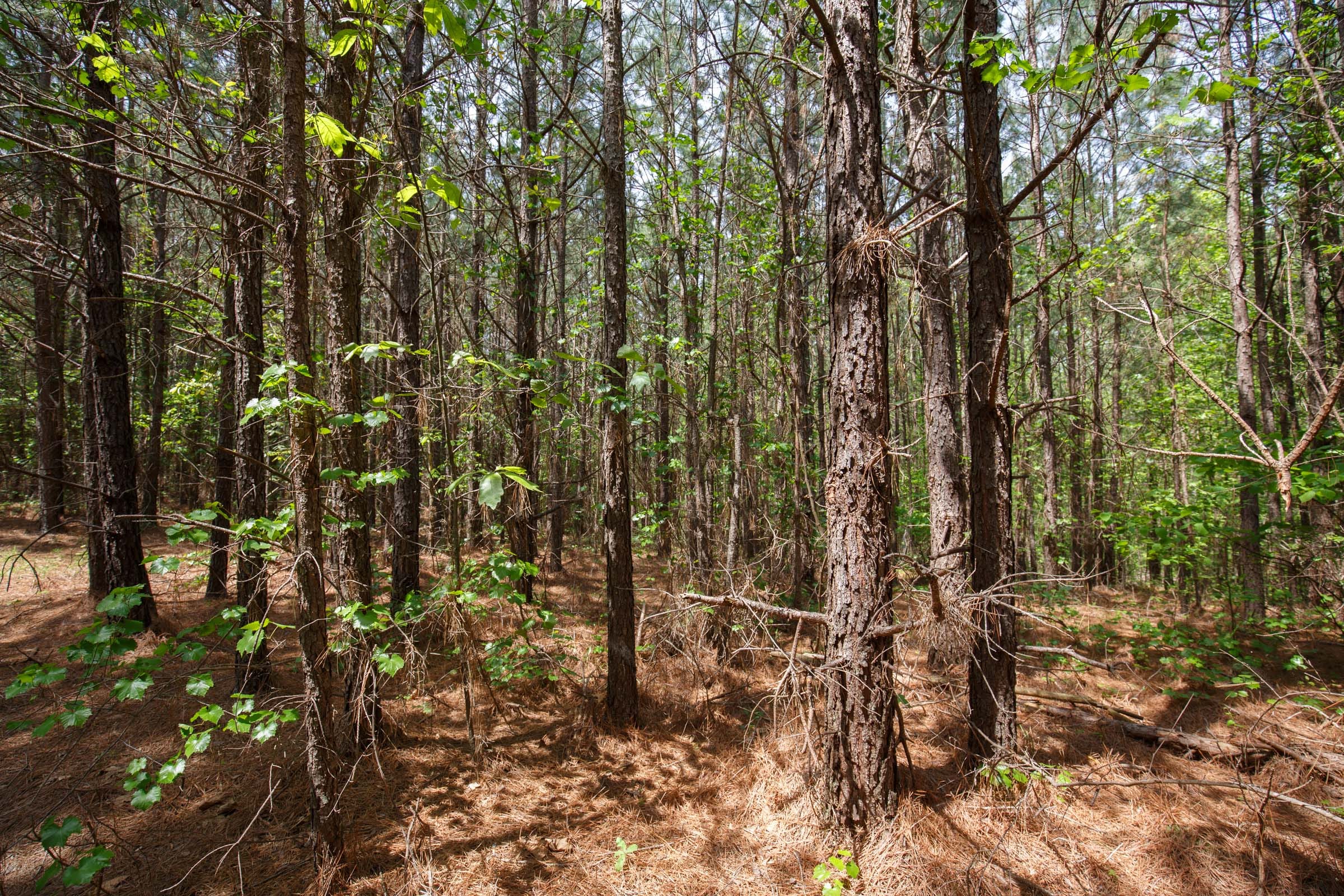 Red Barn Ranch Tract 54 photo 7