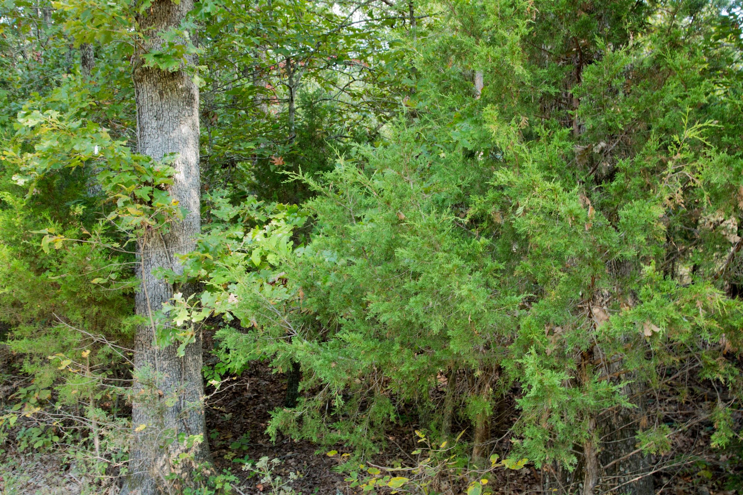 Wagon Wheel Ranch Tract 6 photo 6